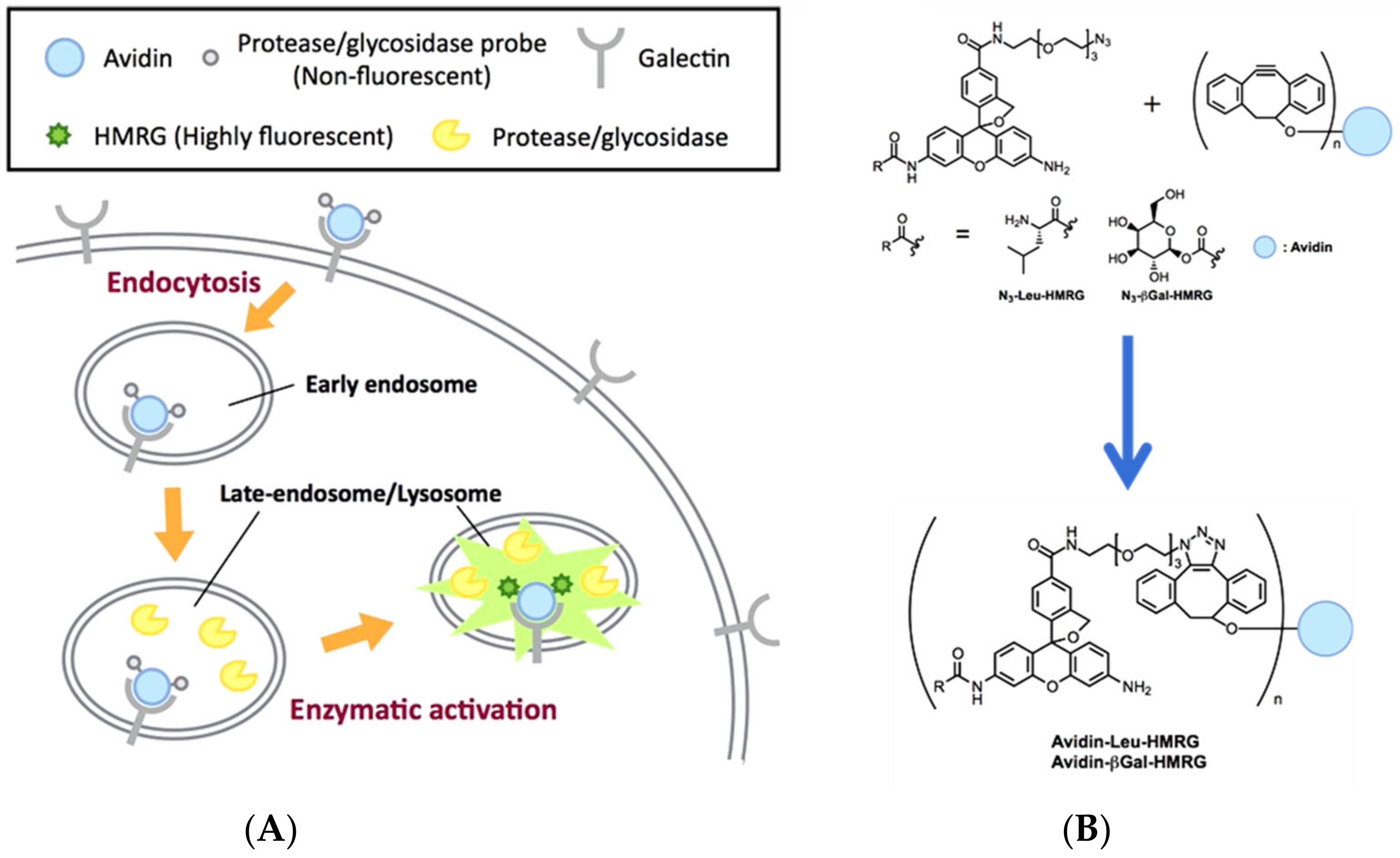 Biosensors 13 00752 g014