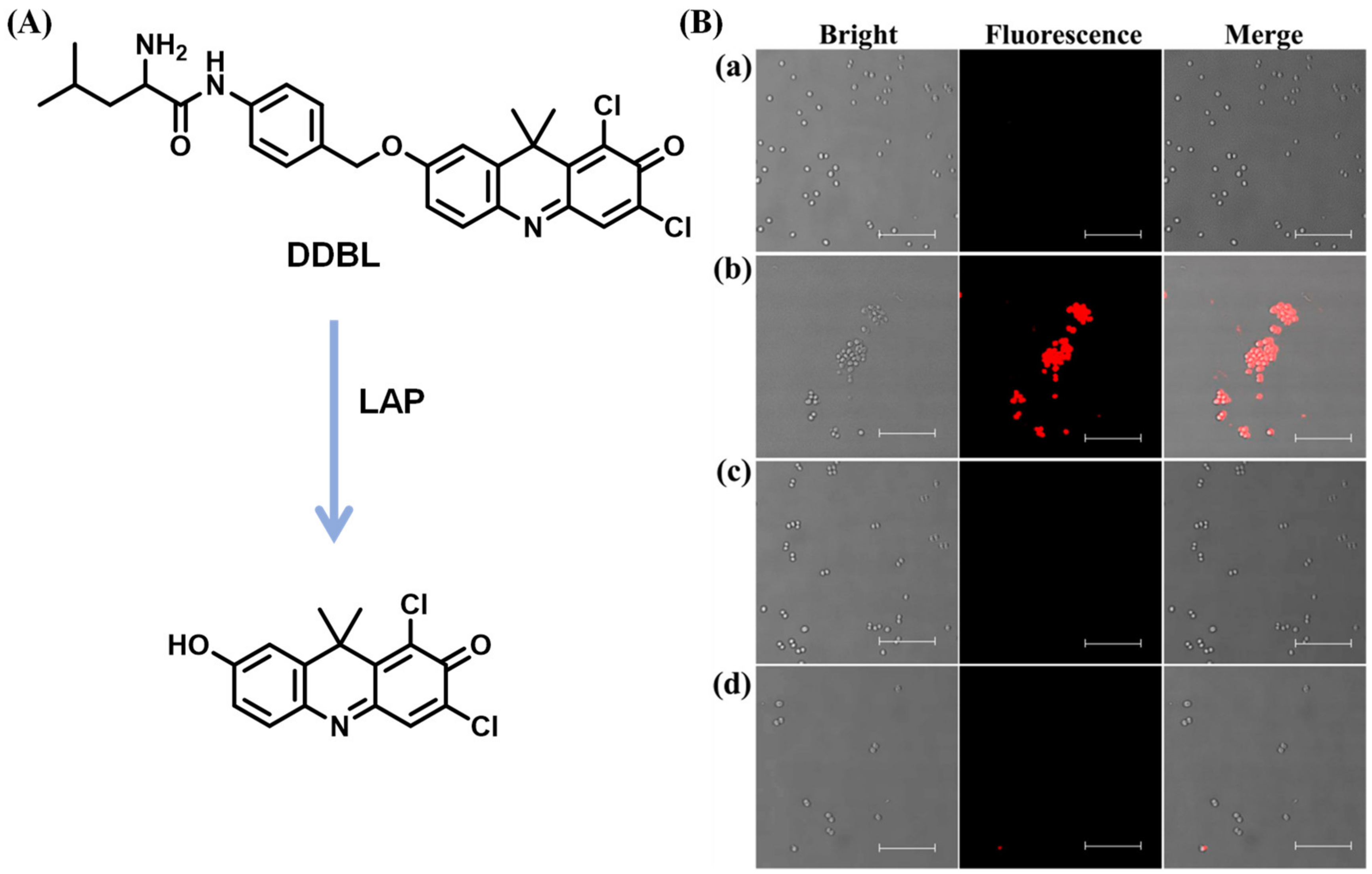 Biosensors 13 00752 g026