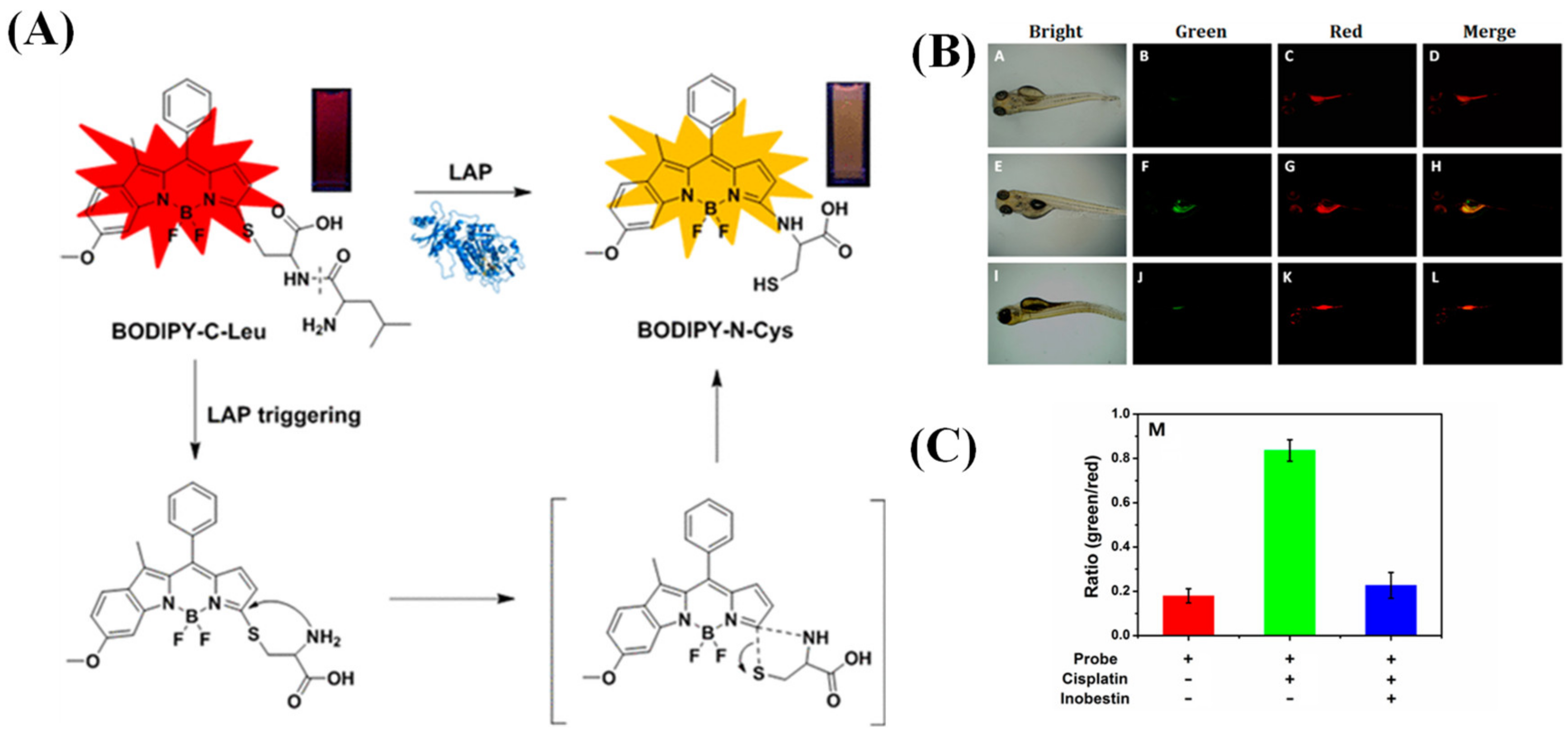 Biosensors 13 00752 g031