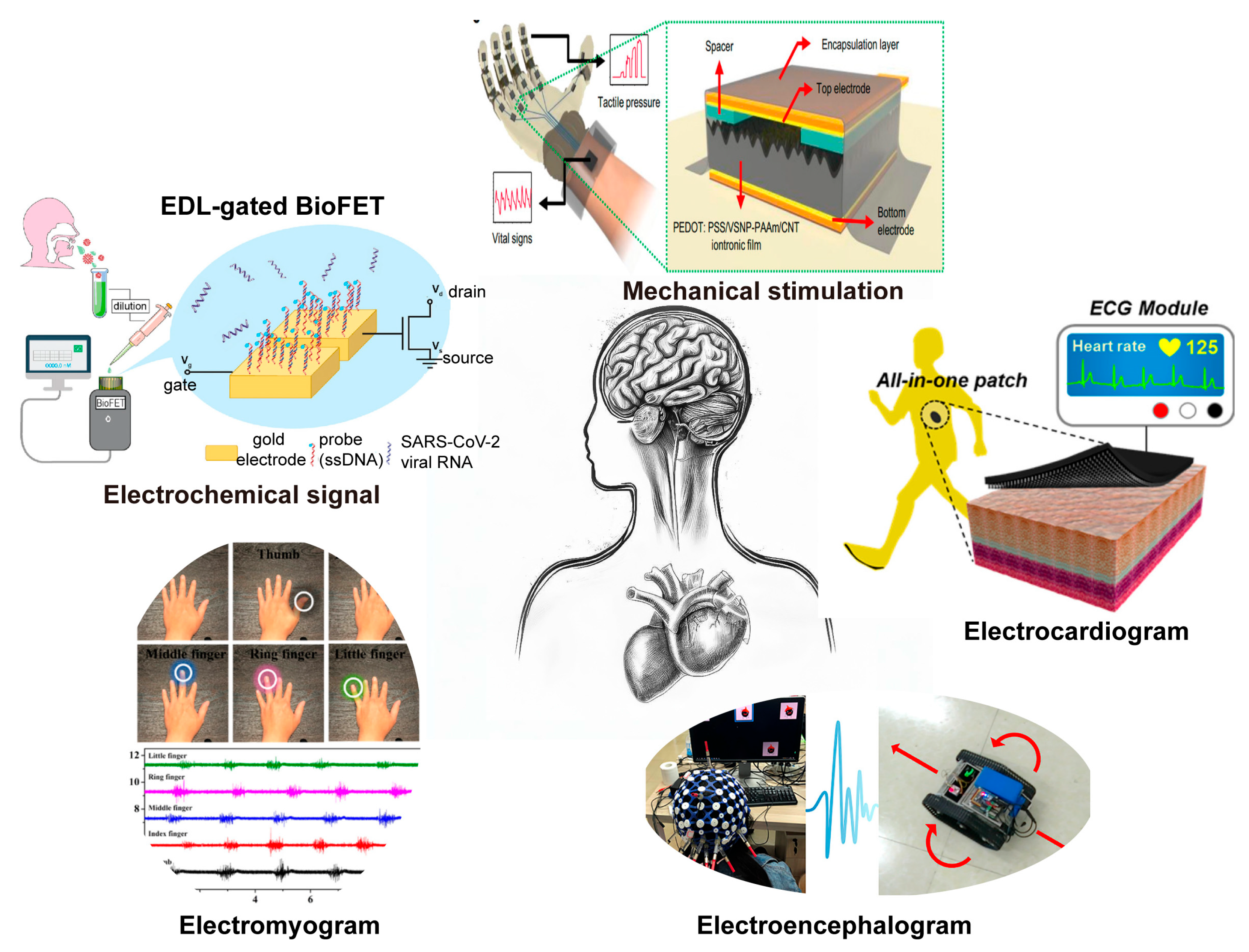 https://www.mdpi.com/biosensors/biosensors-13-00787/article_deploy/html/images/biosensors-13-00787-g001.png