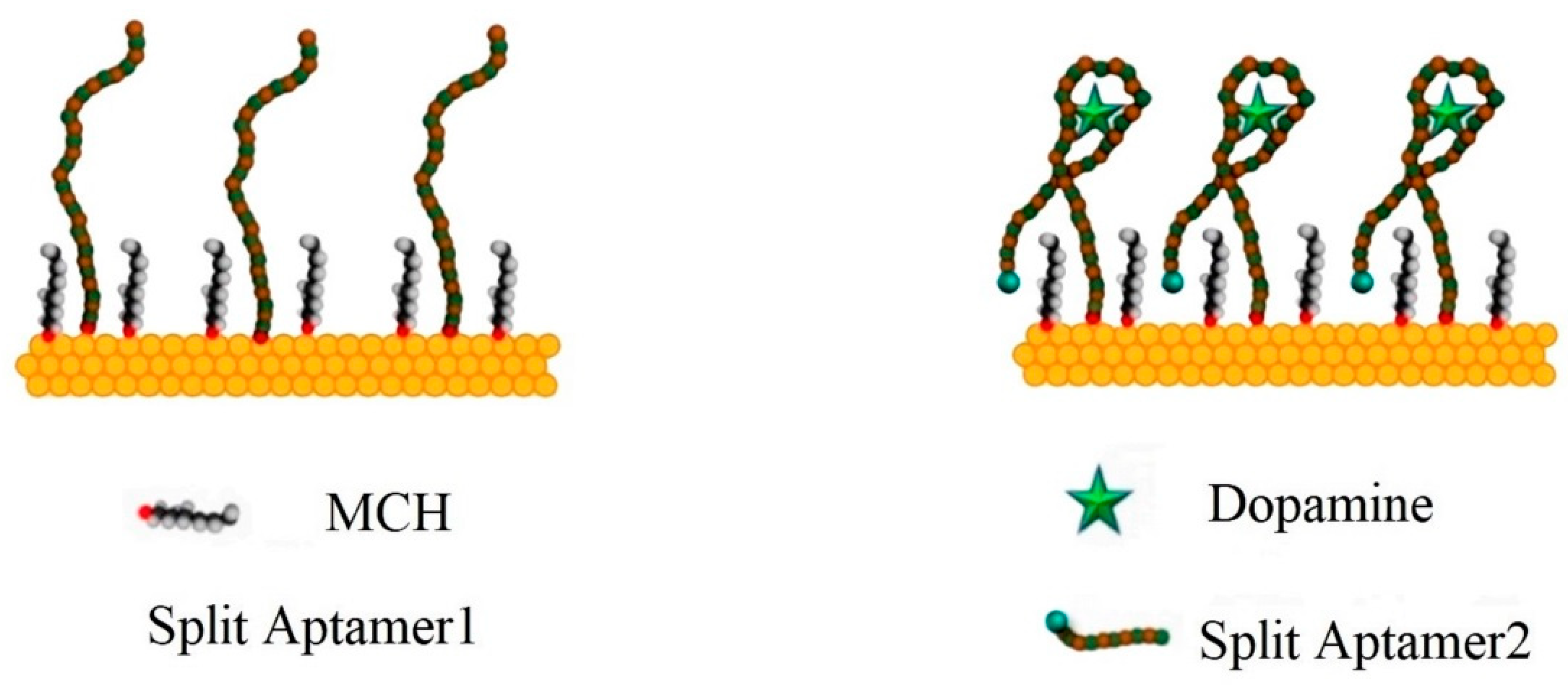 Biosensors 13 00806 g003