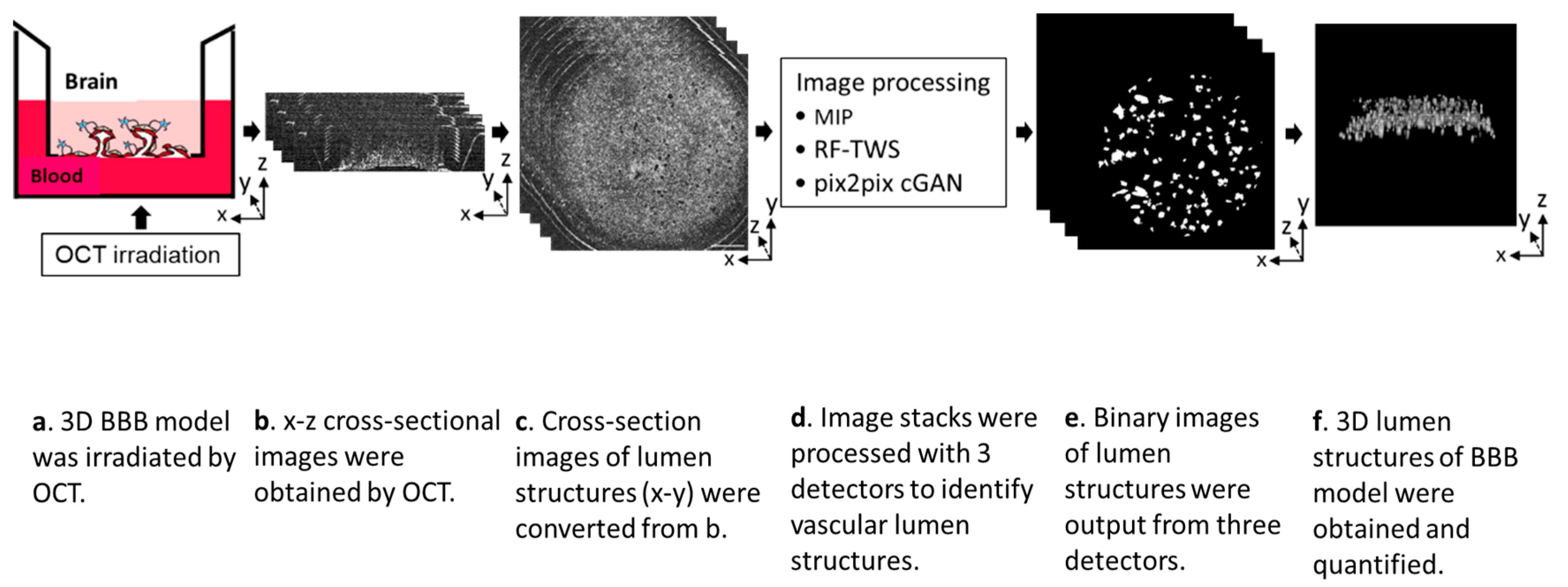 Biosensors | Free Full-Text | Rapid Quantification of Microvessels