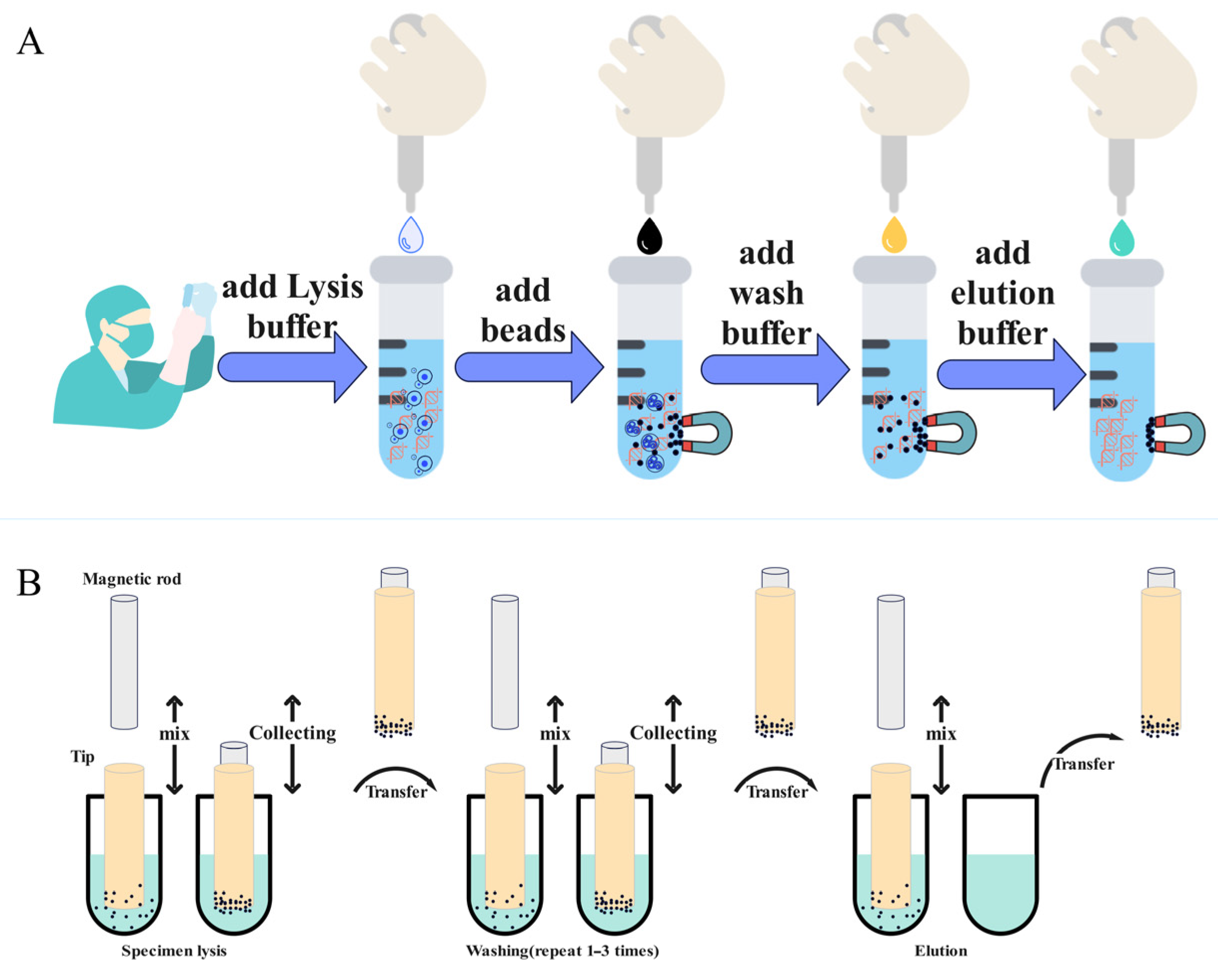 Biosensors | Free Full-Text | Research on a Magnetic Separation-Based Rapid  Nucleic Acid Extraction System and Its Detection Applications