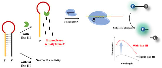 cas12es3r30f1