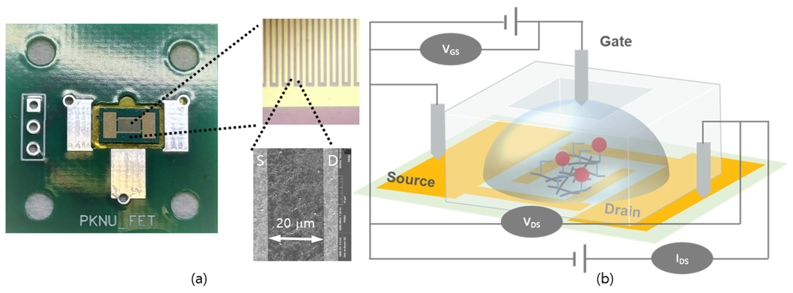 Biosensors 14 00037 g002