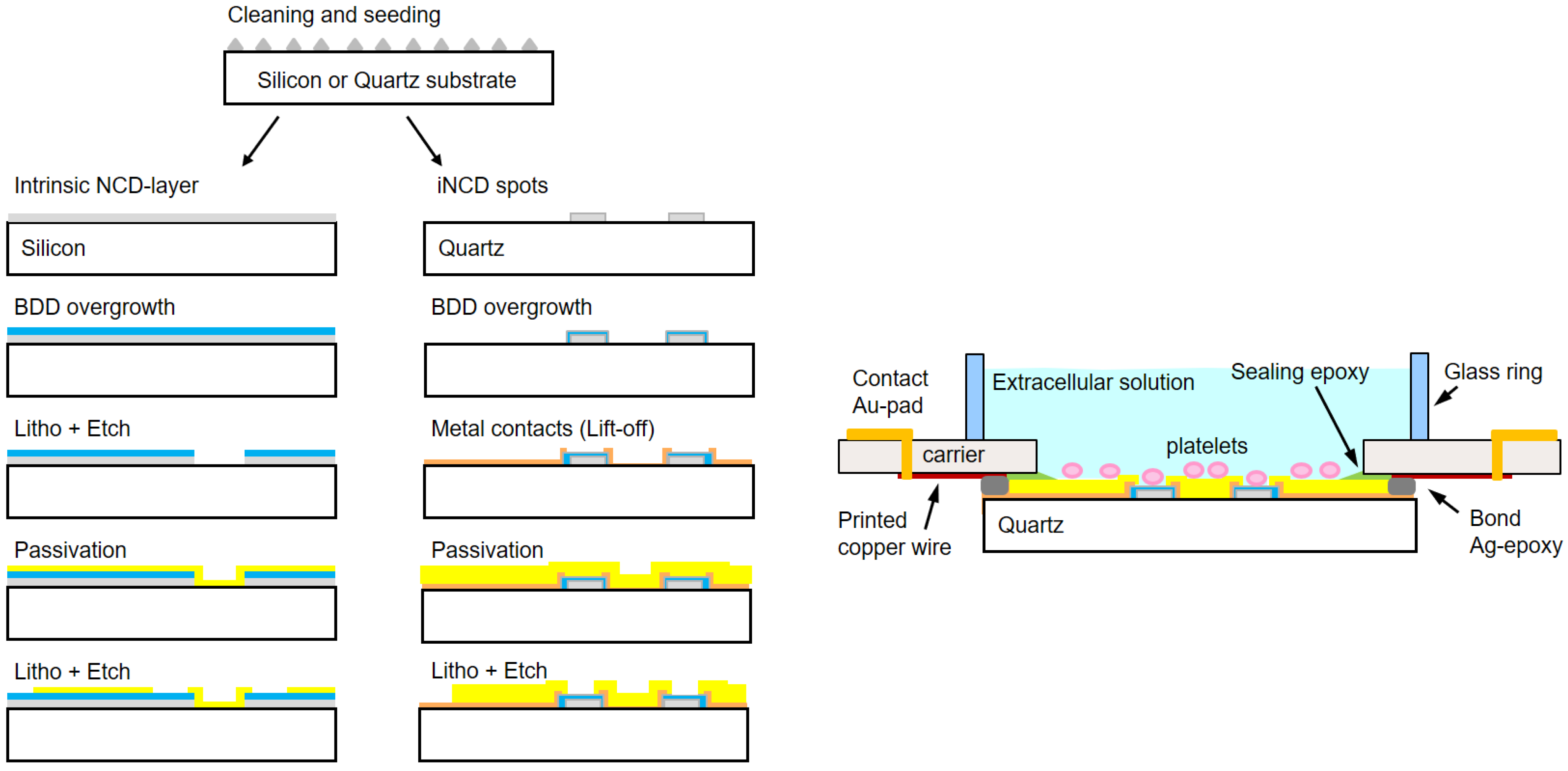 Biosensors 14 00075 g002