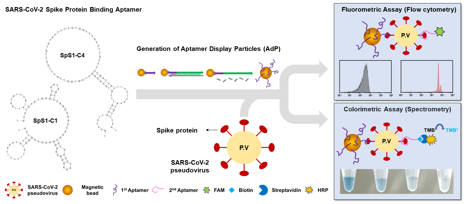 Biosensors 14 00113 g001