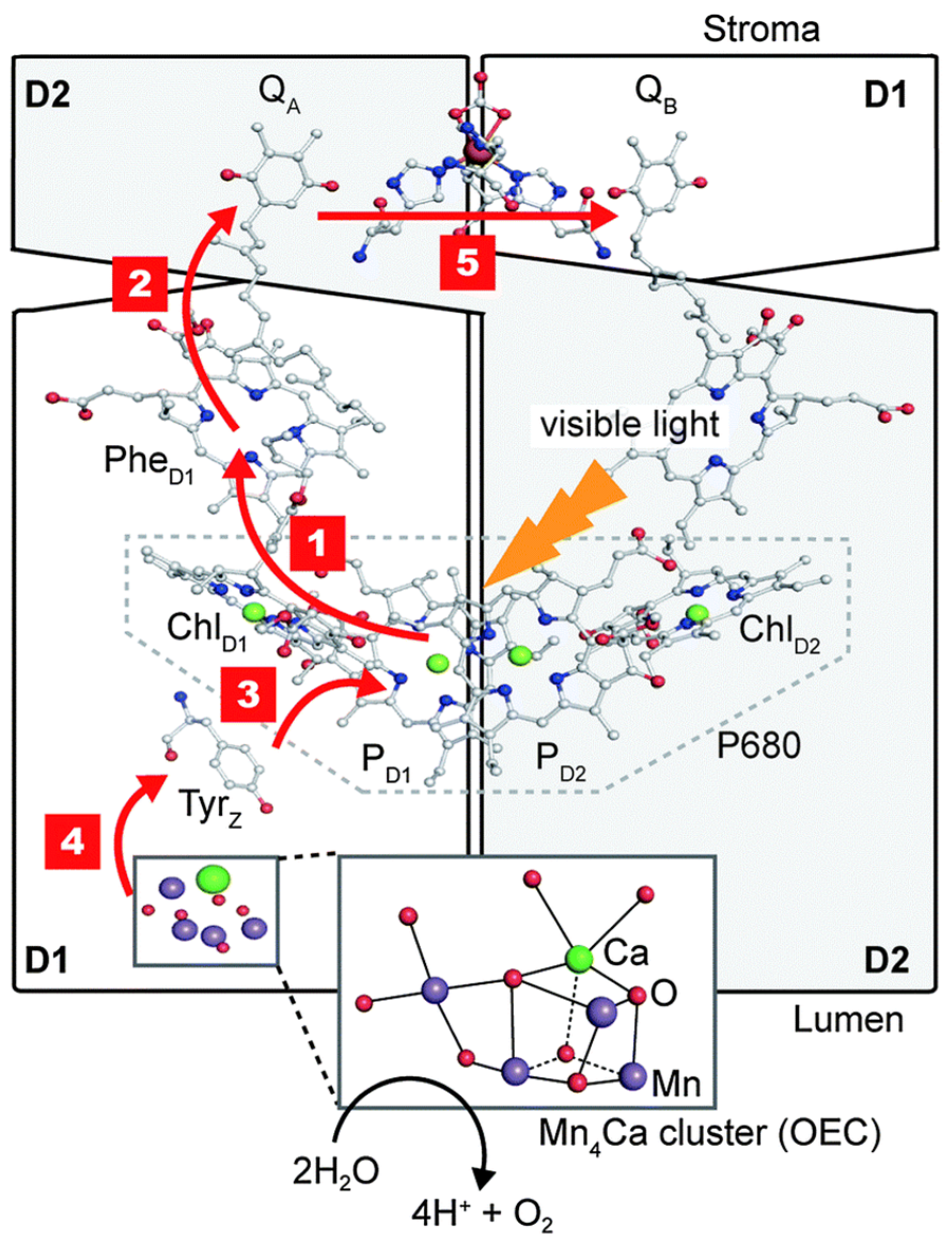 Biosensors 14 00143 g001