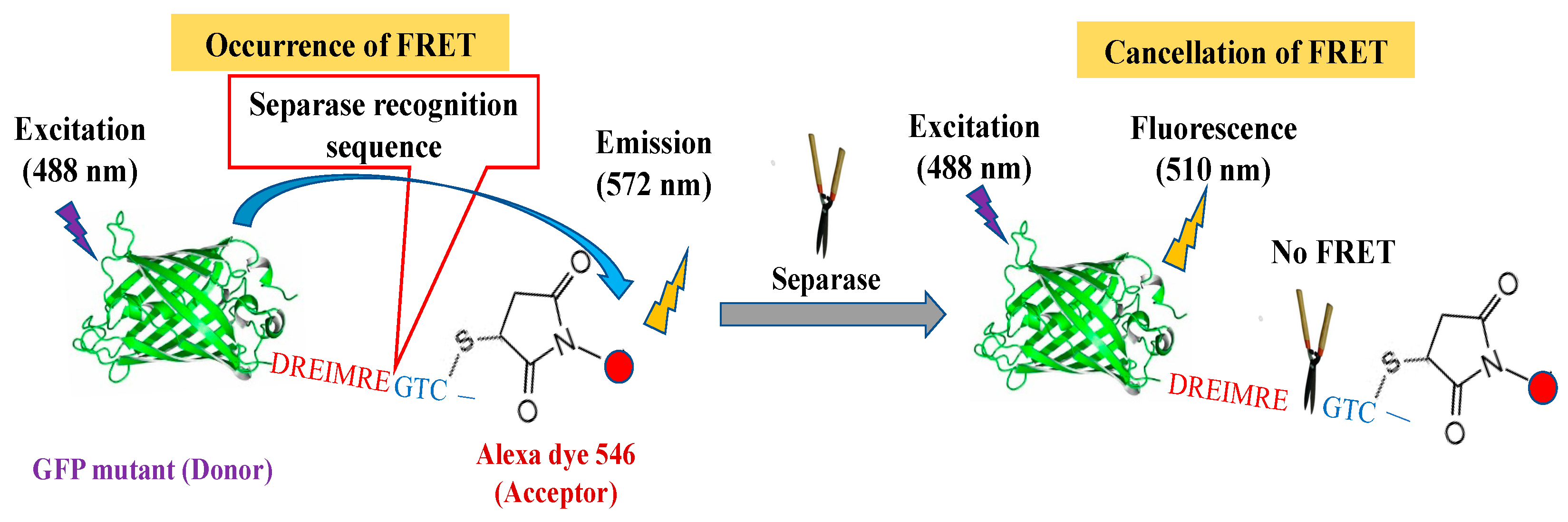 Biosensors 14 00192 g001