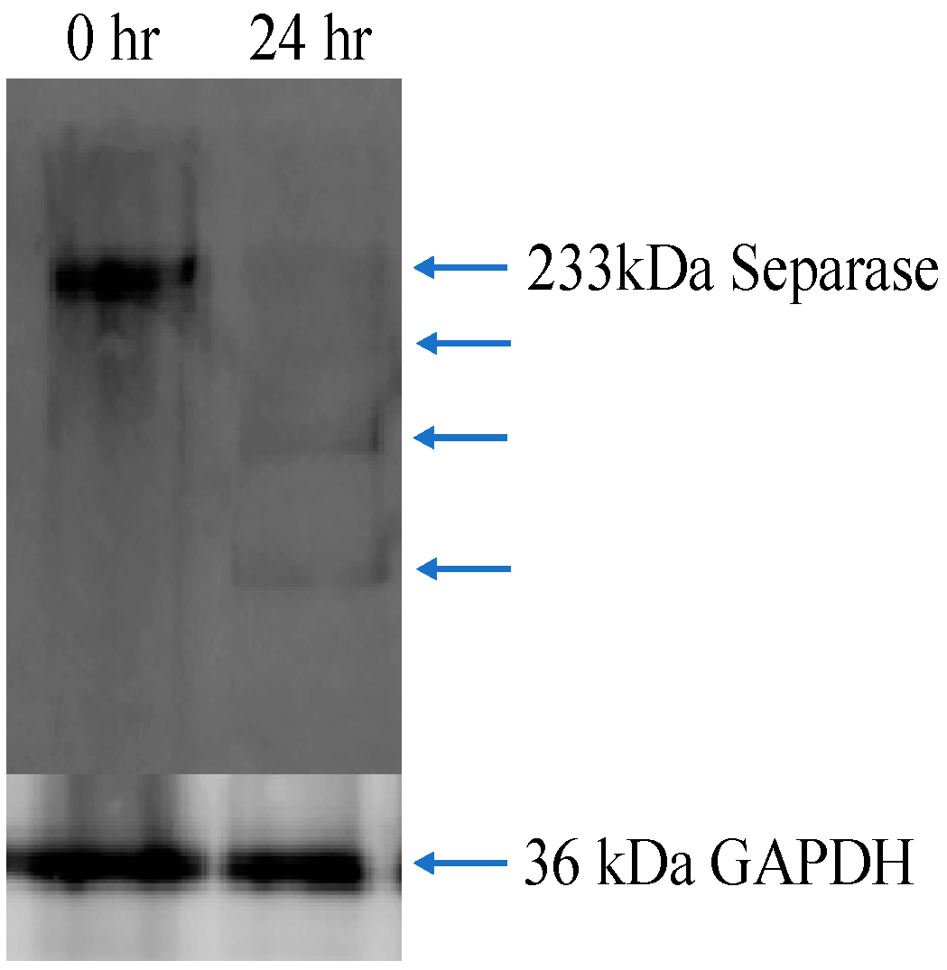 Biosensors 14 00192 g007
