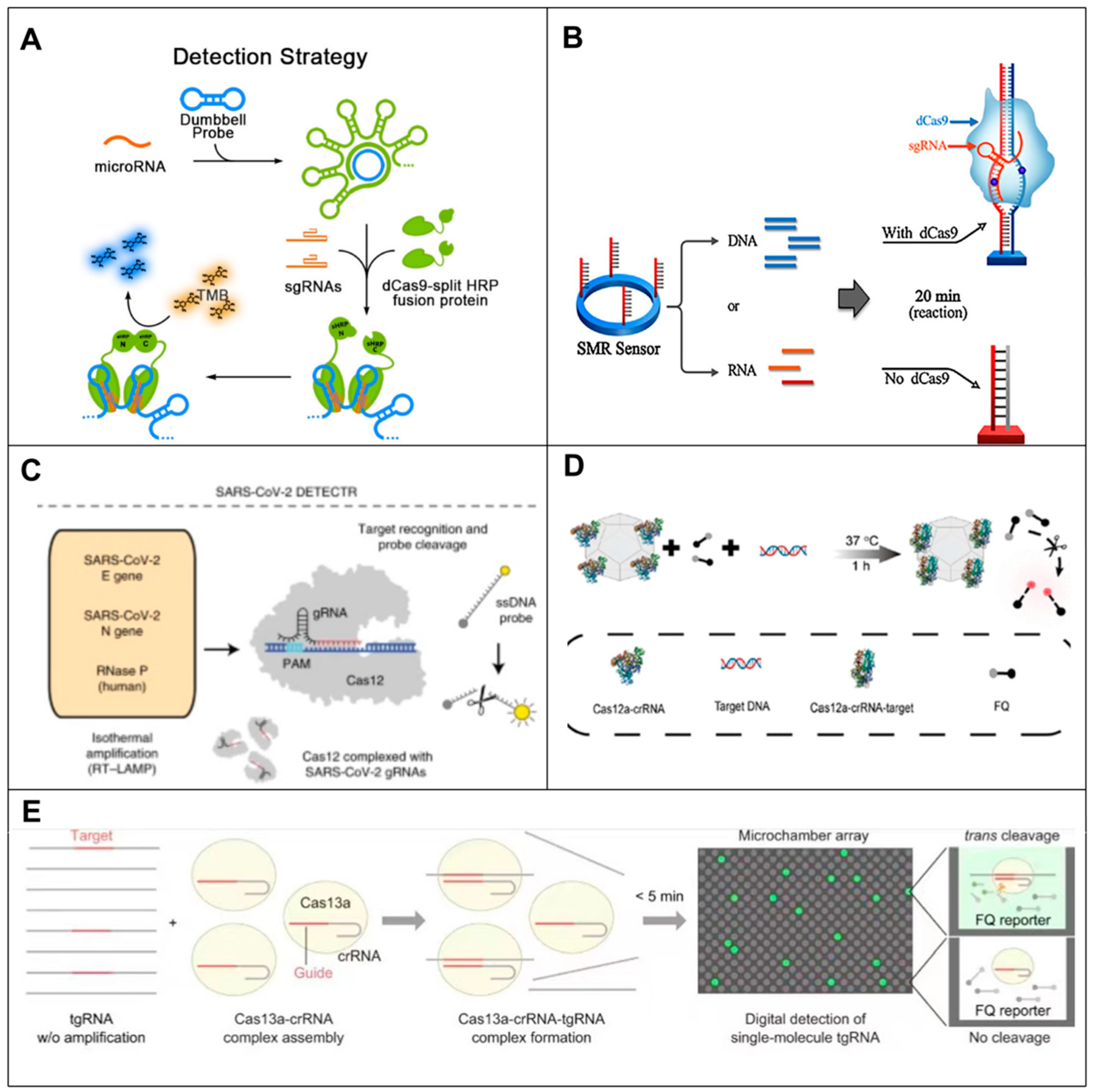 Biosensors 14 00200 g006