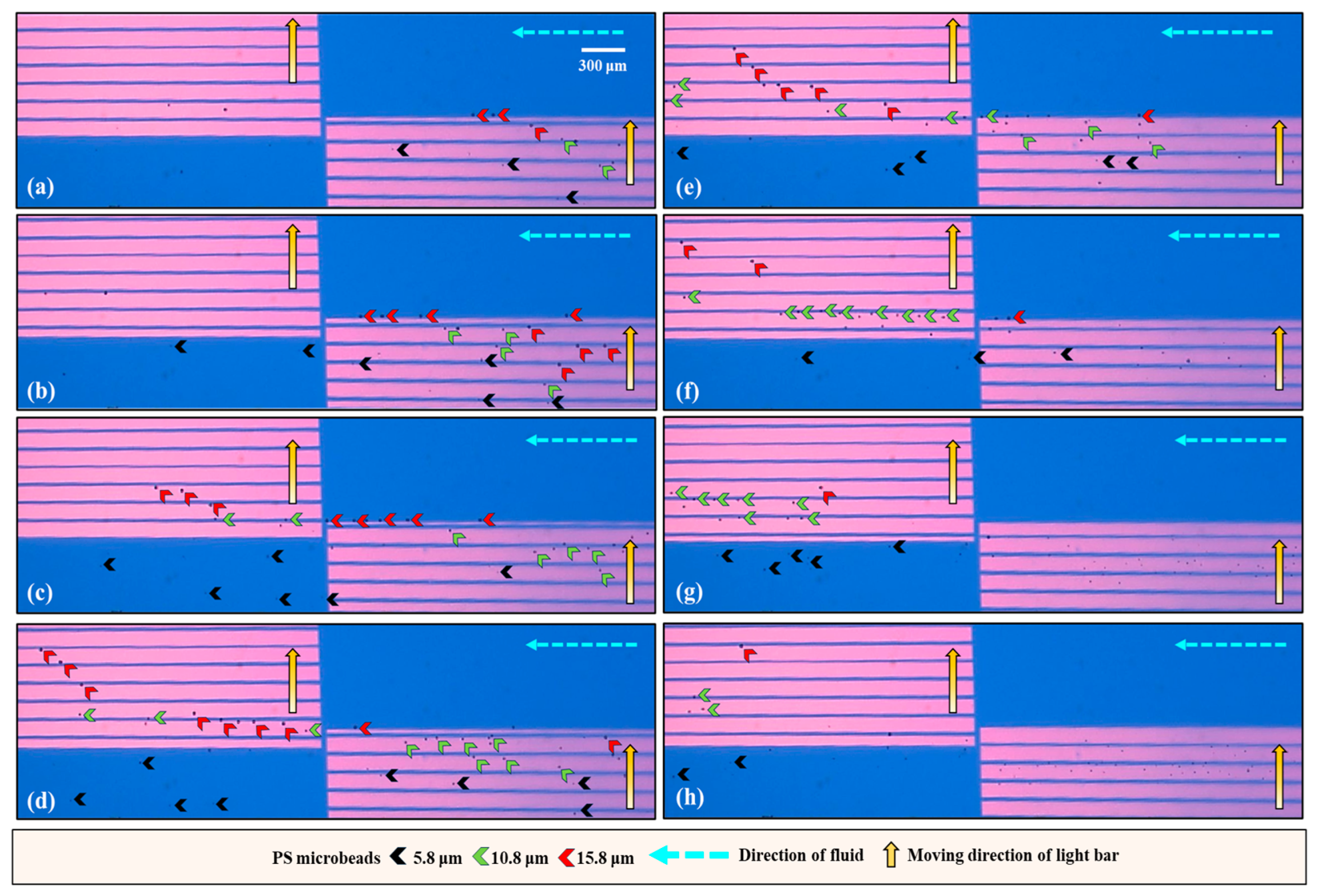 Biosensors 14 00297 g005