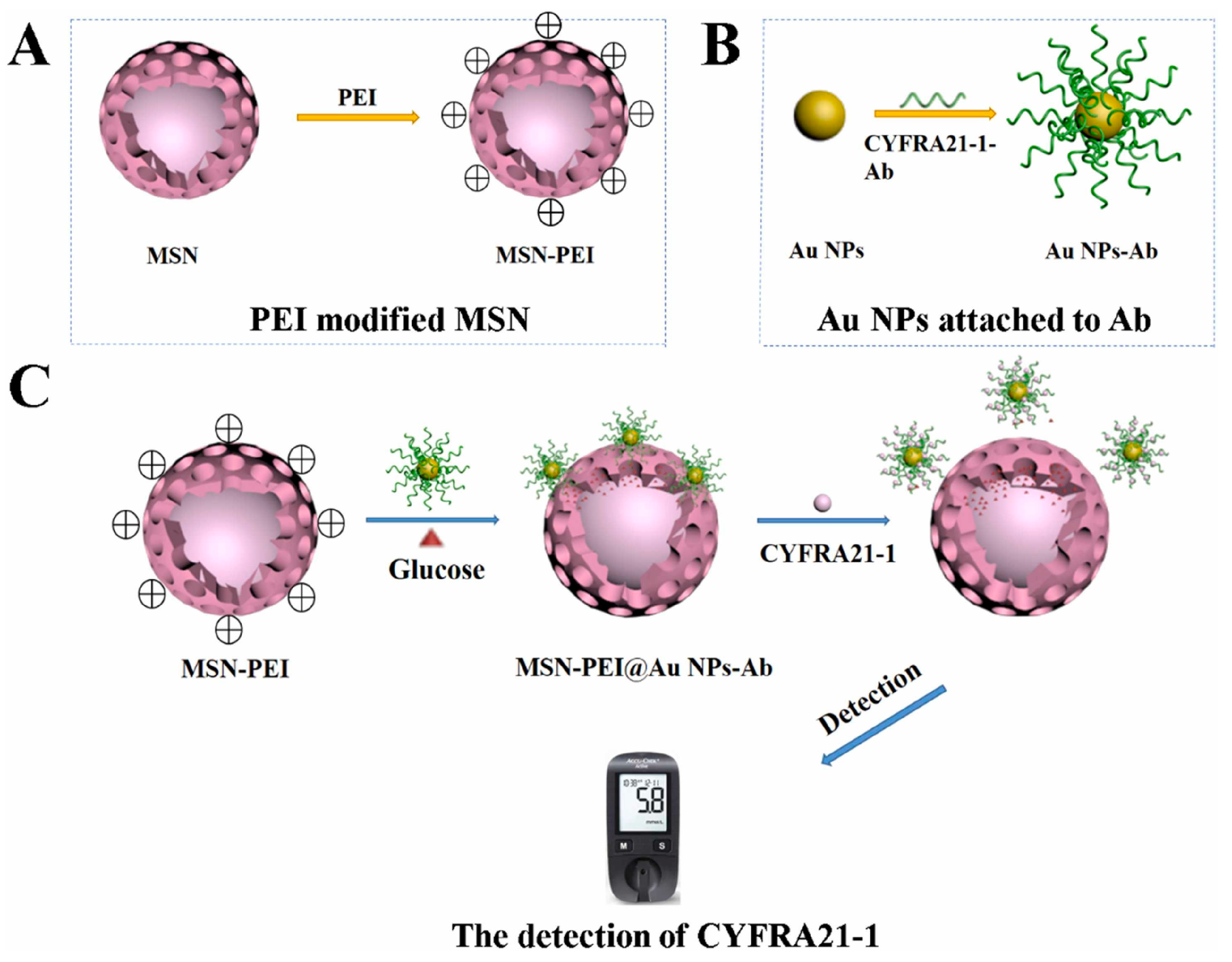 Biosensors 14 00326 g002