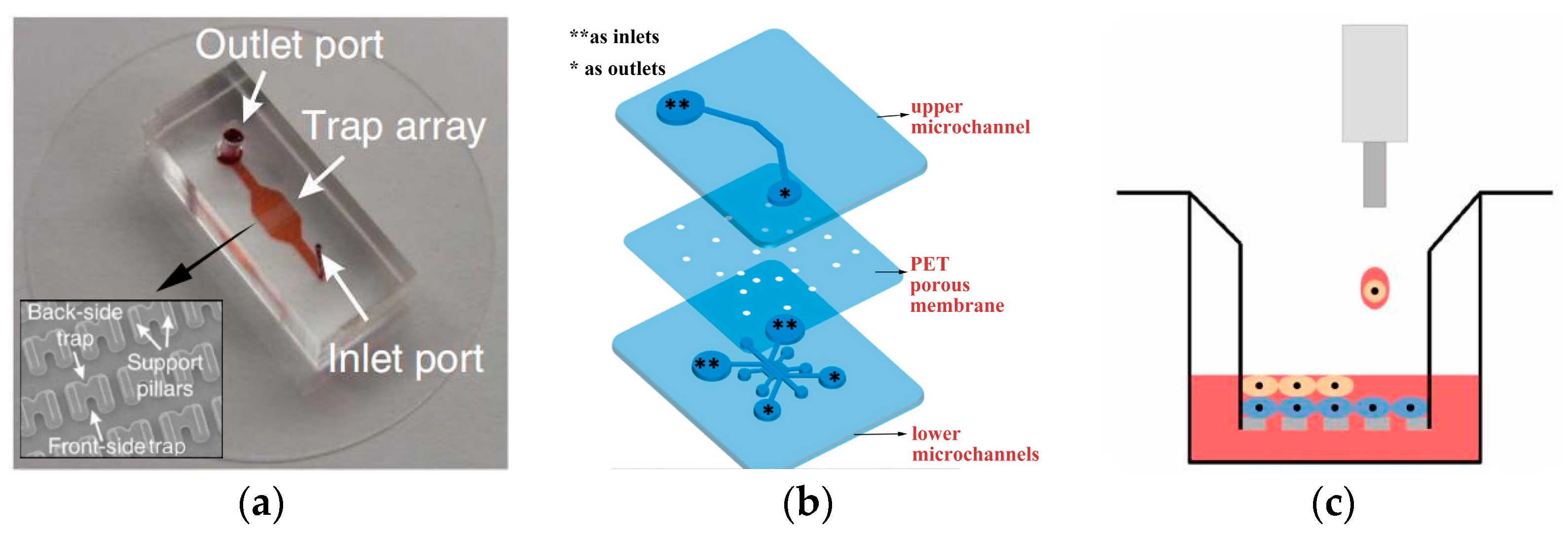 Biosensors 14 00336 g002 Biosensors 14 00336 g002