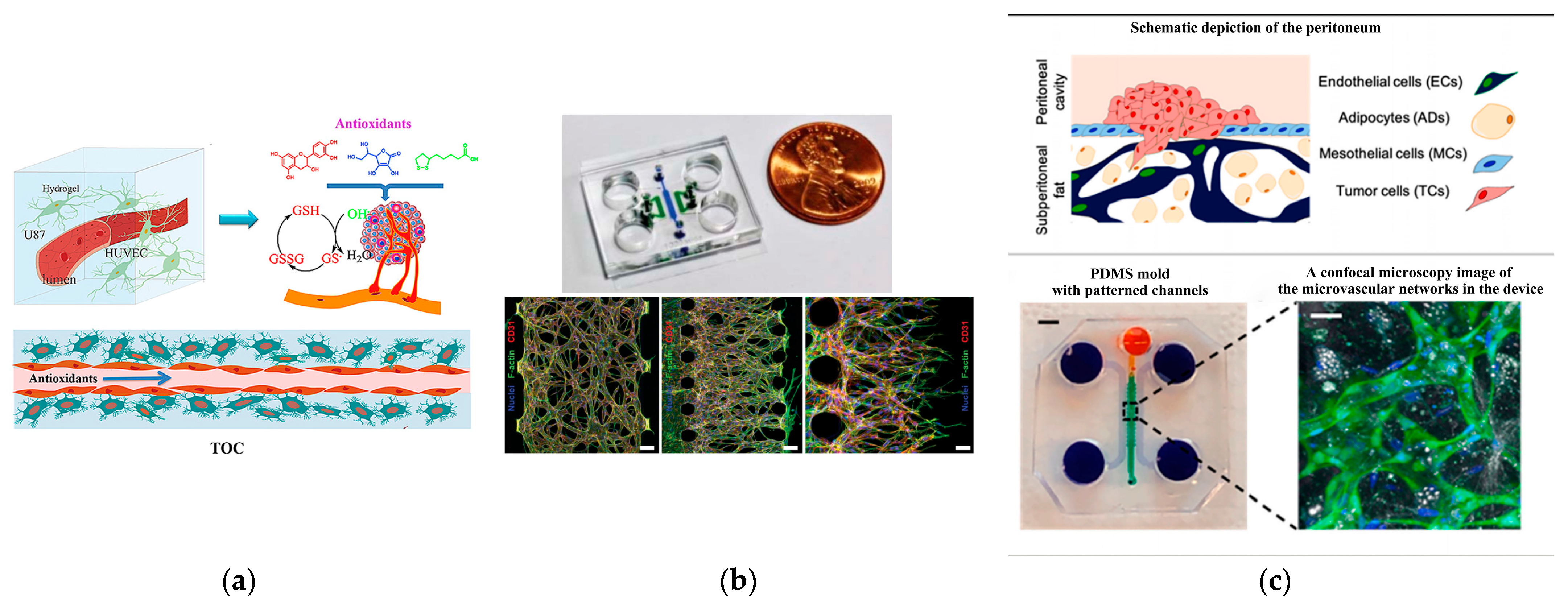 Biosensors 14 00336 g004 Biosensors 14 00336 g004