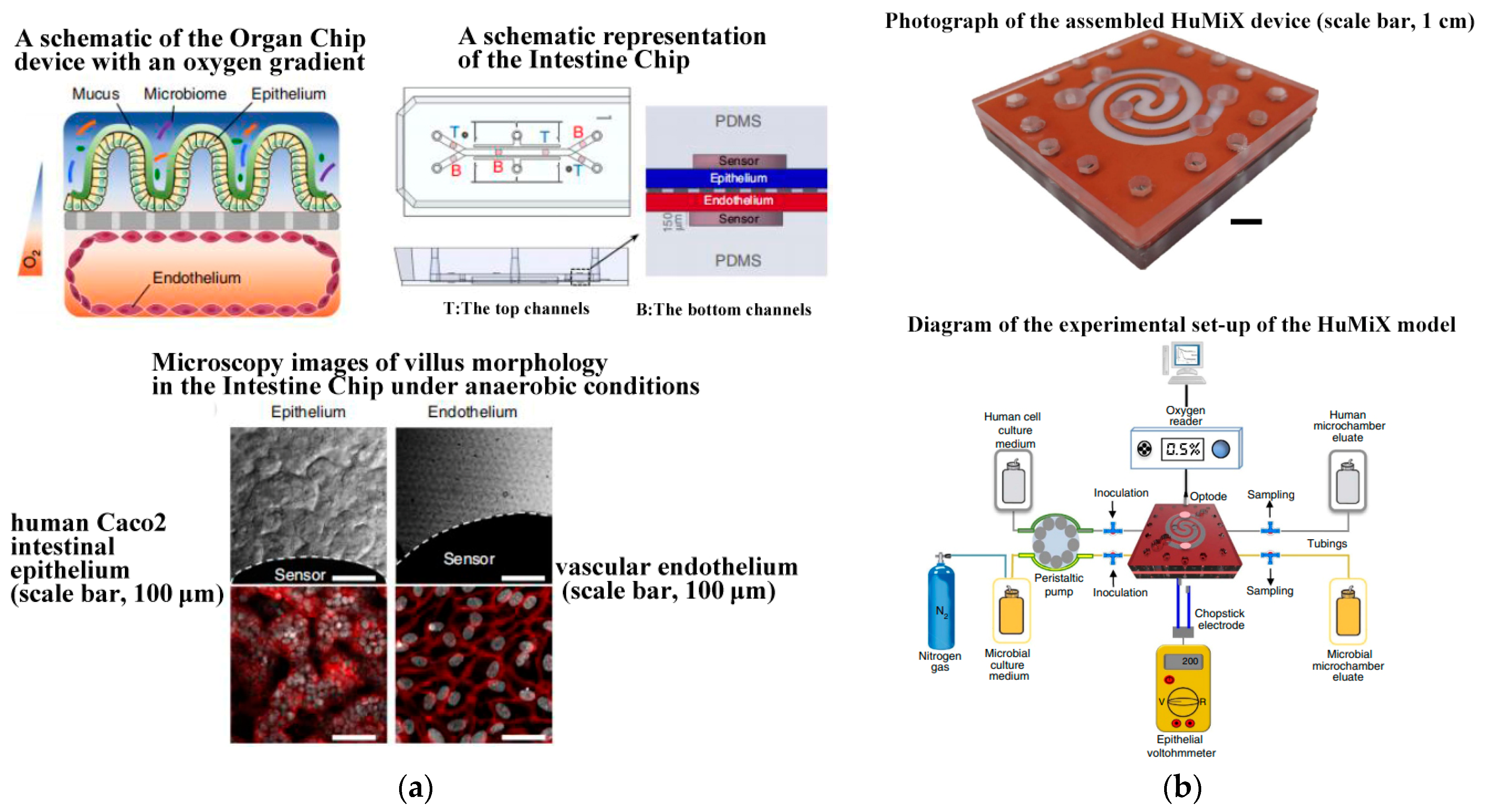 Biosensors 14 00336 g008 Biosensors 14 00336 g008