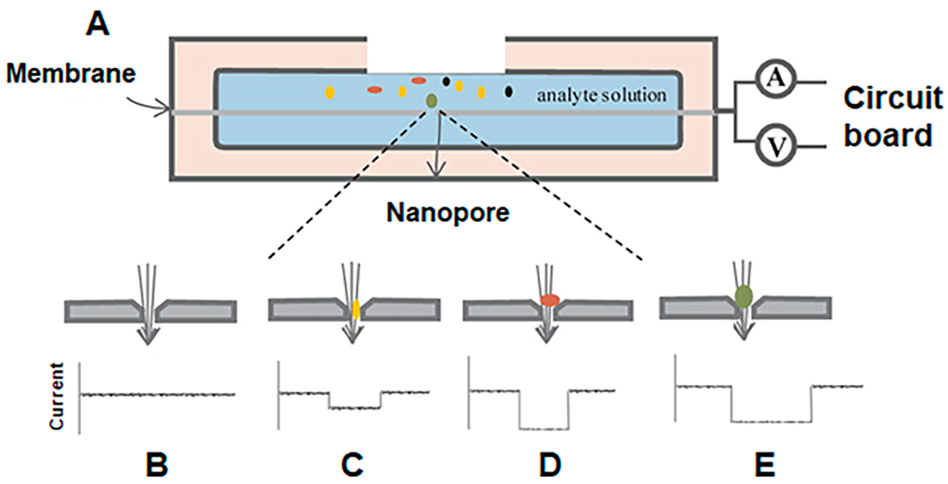 Biosensors 14 00345 g001