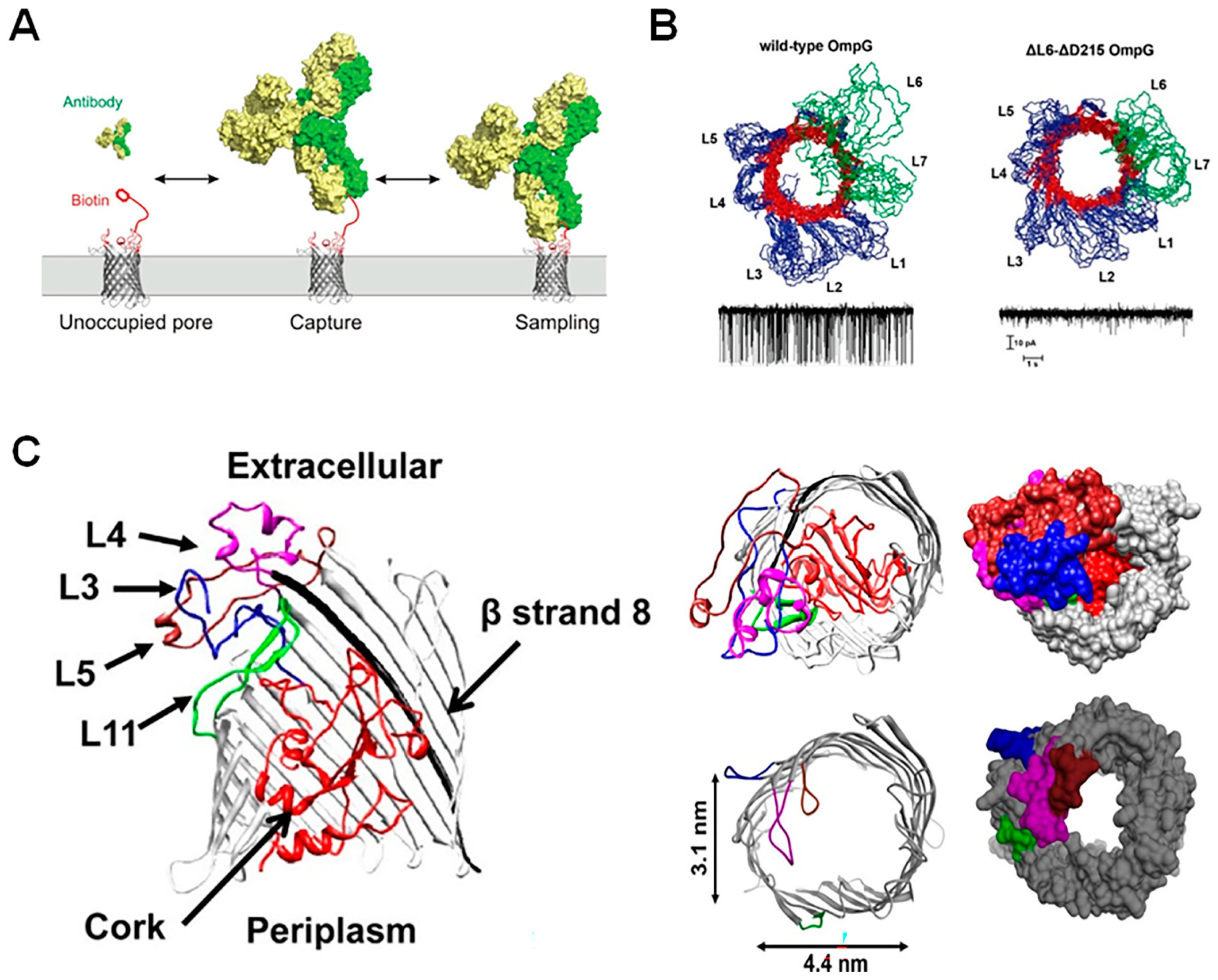 Biosensors 14 00345 g003