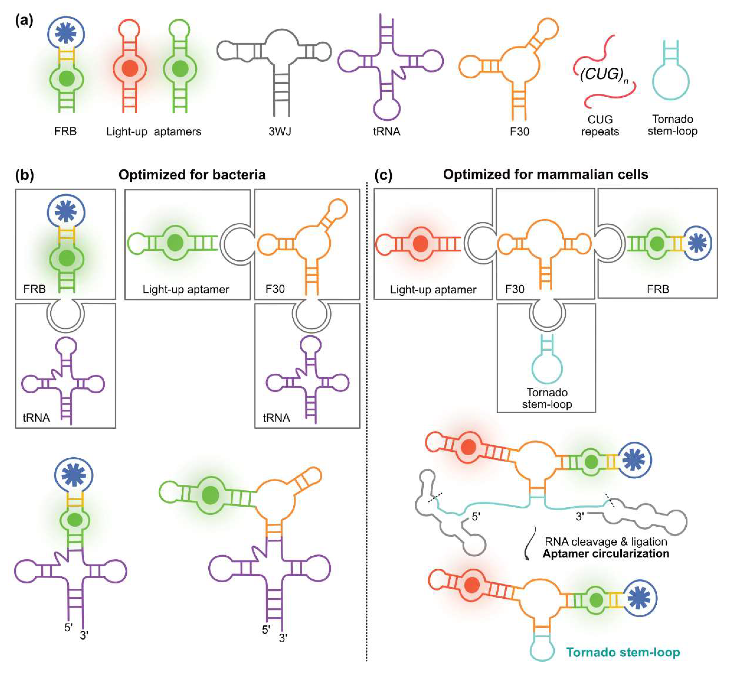 Biosensors 14 00376 g006