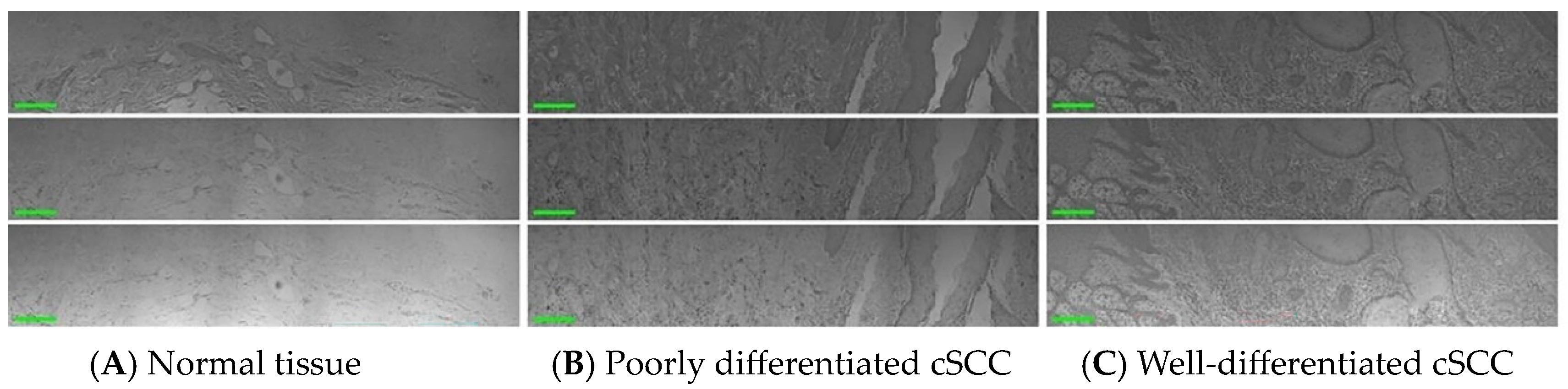 Biosensors 14 00467 g001