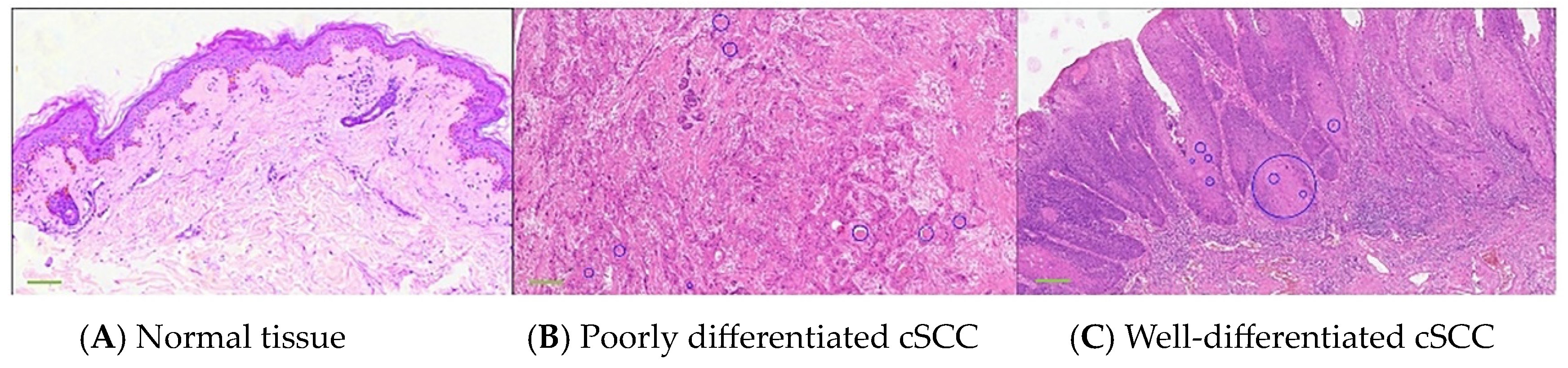 Biosensors 14 00467 g002