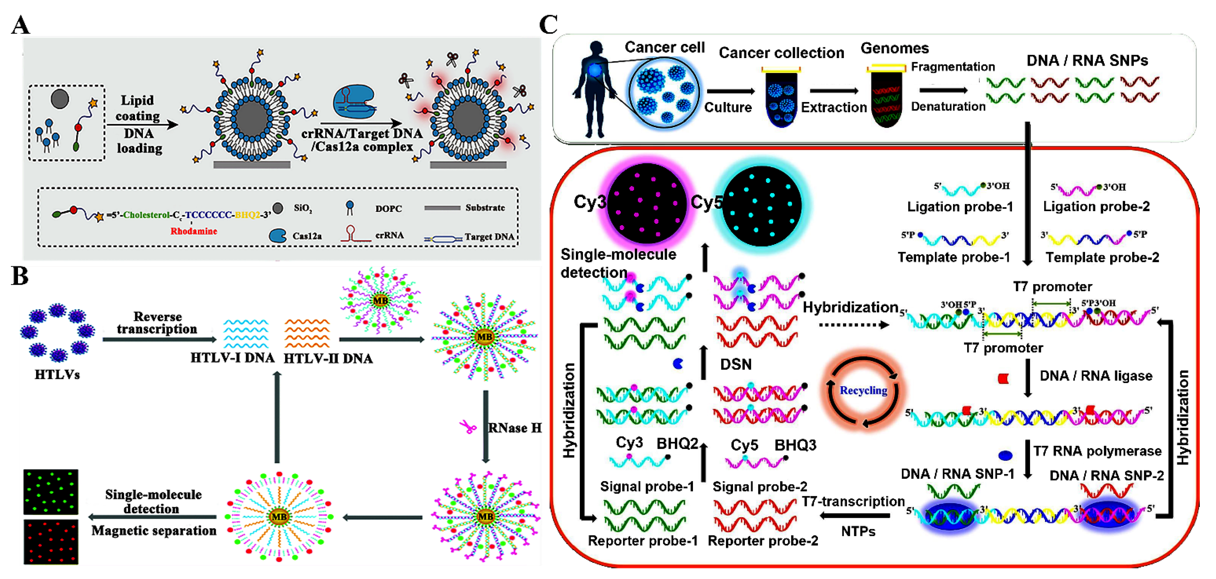 Biosensors 14 00540 g001 Biosensors 14 00540 g001