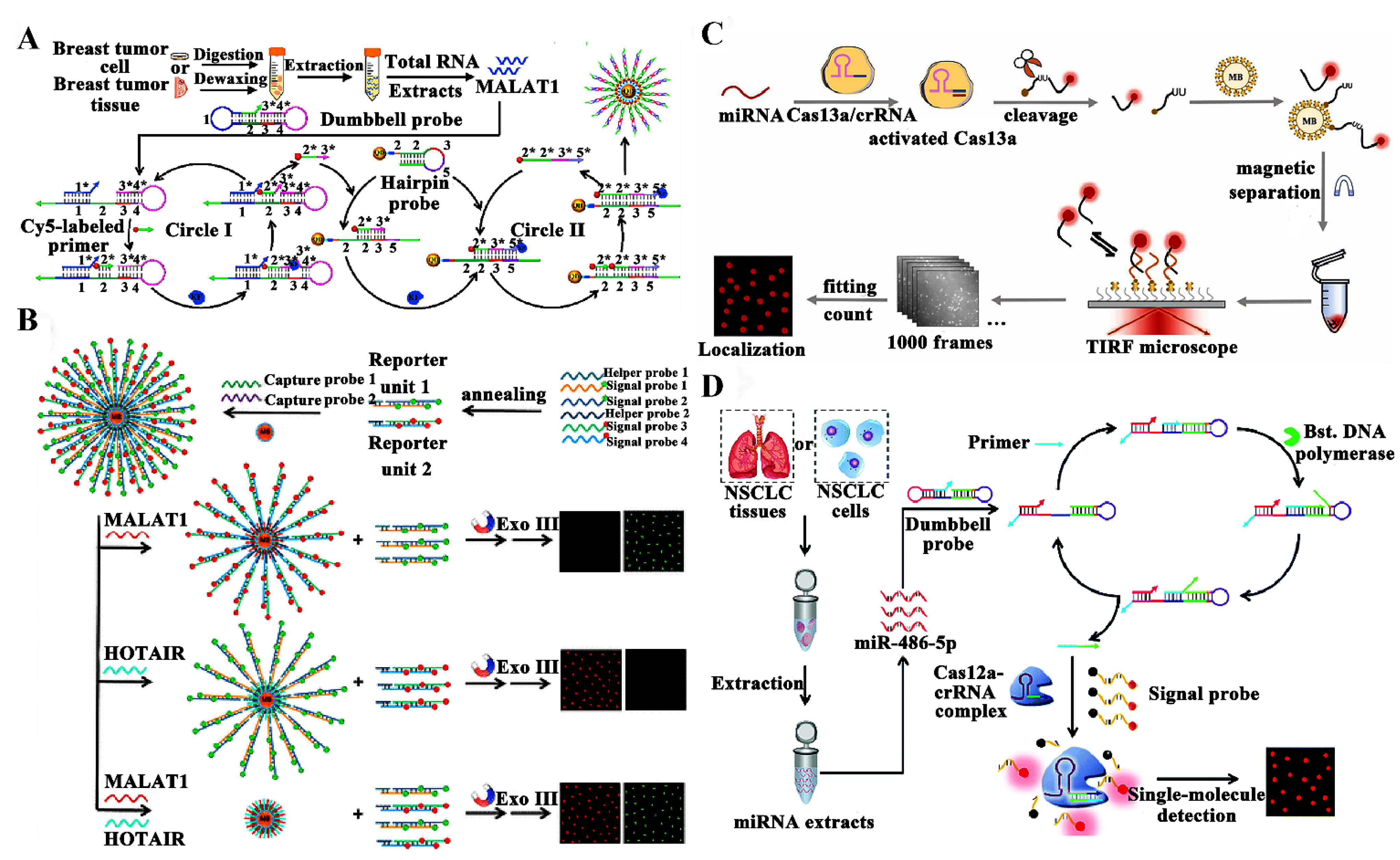 Biosensors 14 00540 g003 Biosensors 14 00540 g003