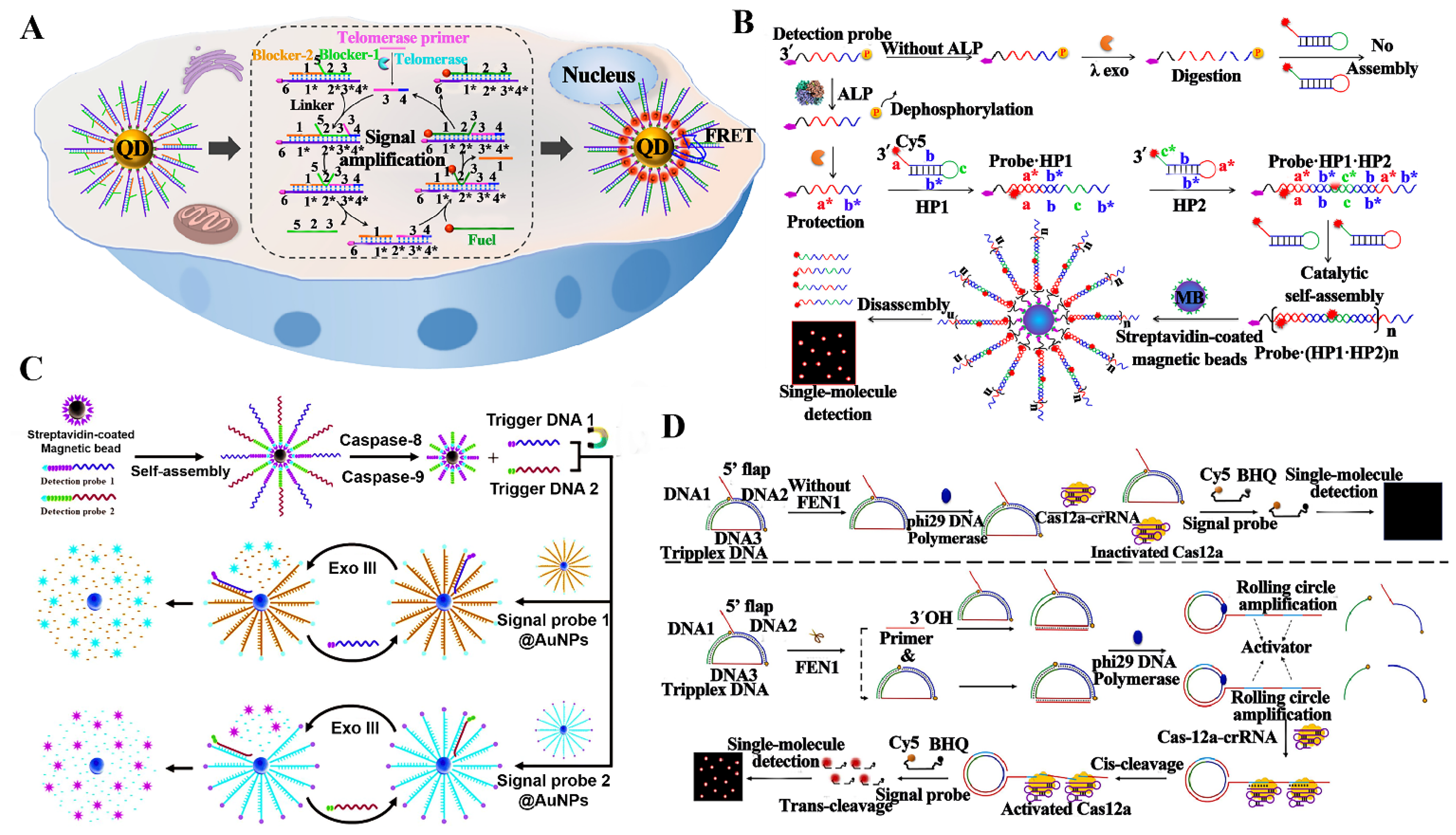 Biosensors 14 00540 g006 Biosensors 14 00540 g006