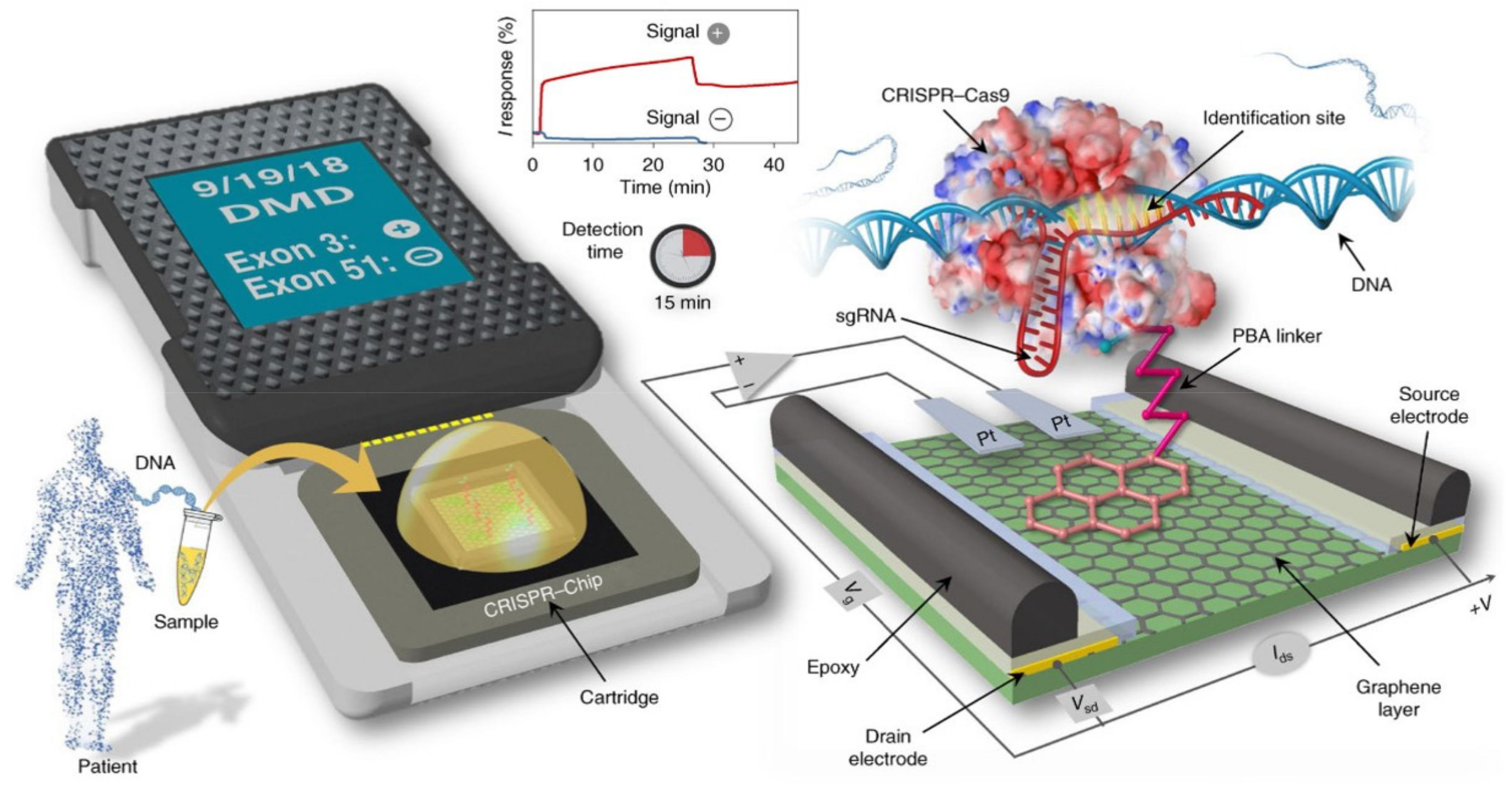 Biosensors 14 00541 g012