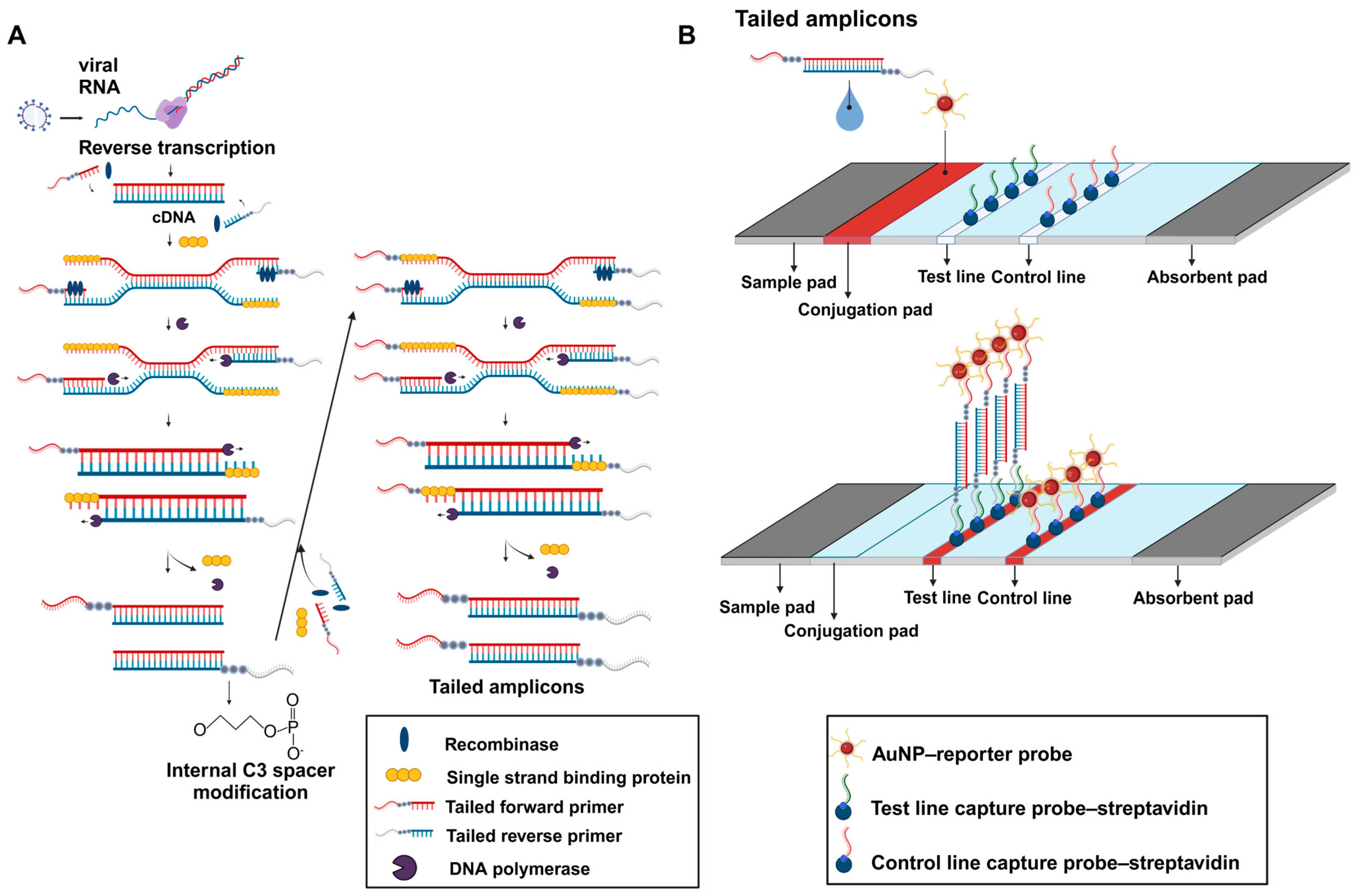 Biosensors 14 00585 g001