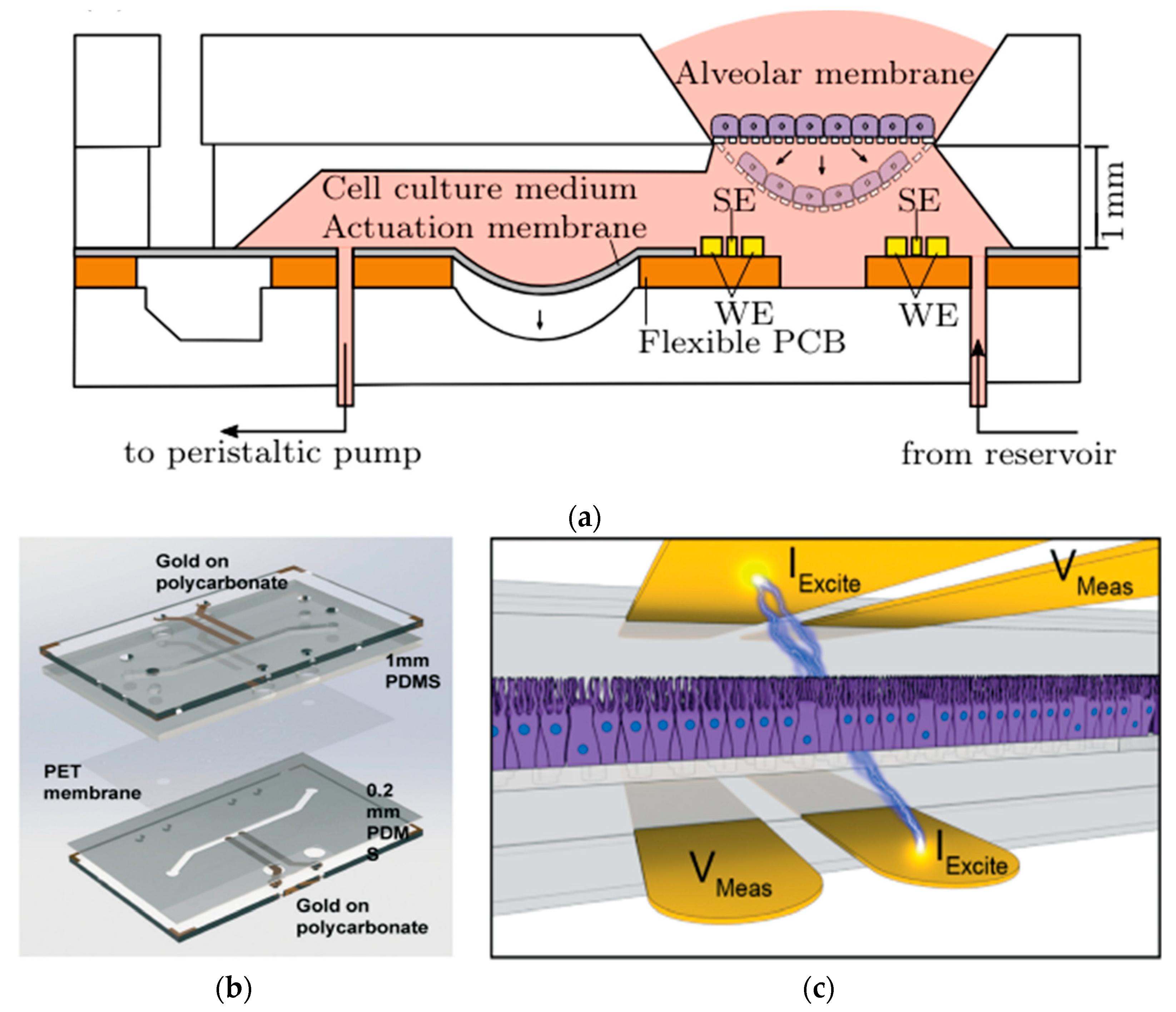 Biosensors 15 00076 g012