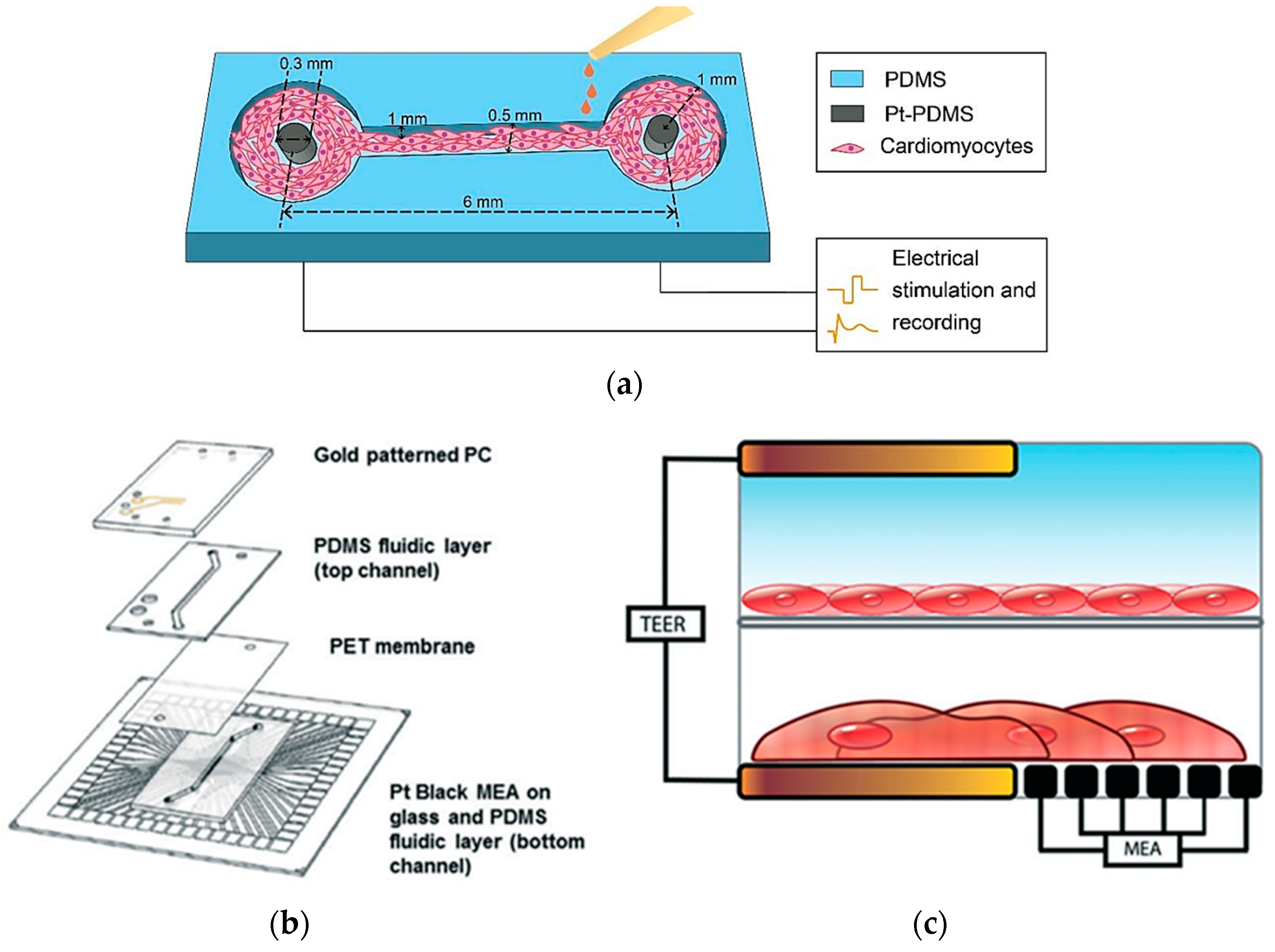 Biosensors 15 00076 g014