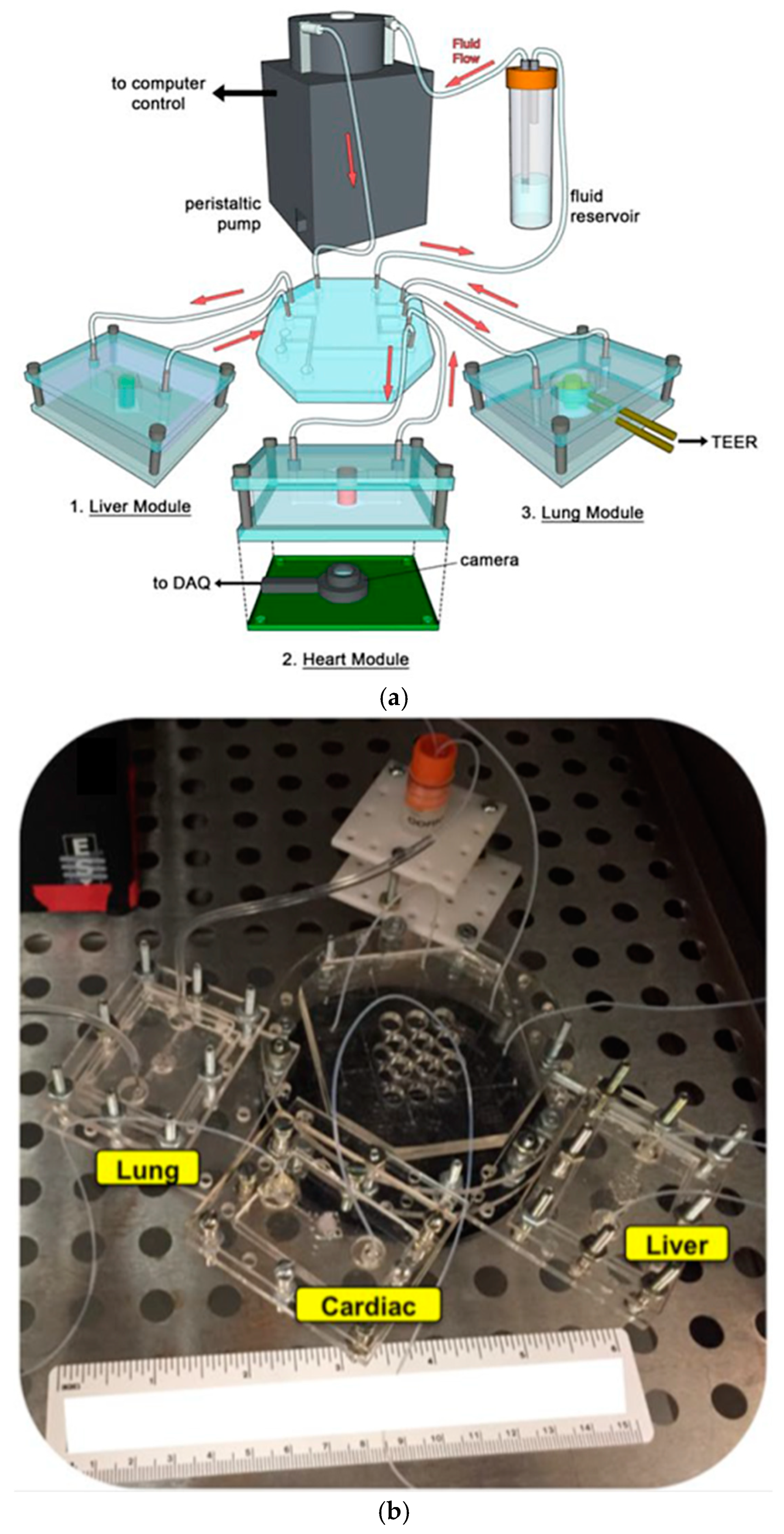 Biosensors 15 00076 g018