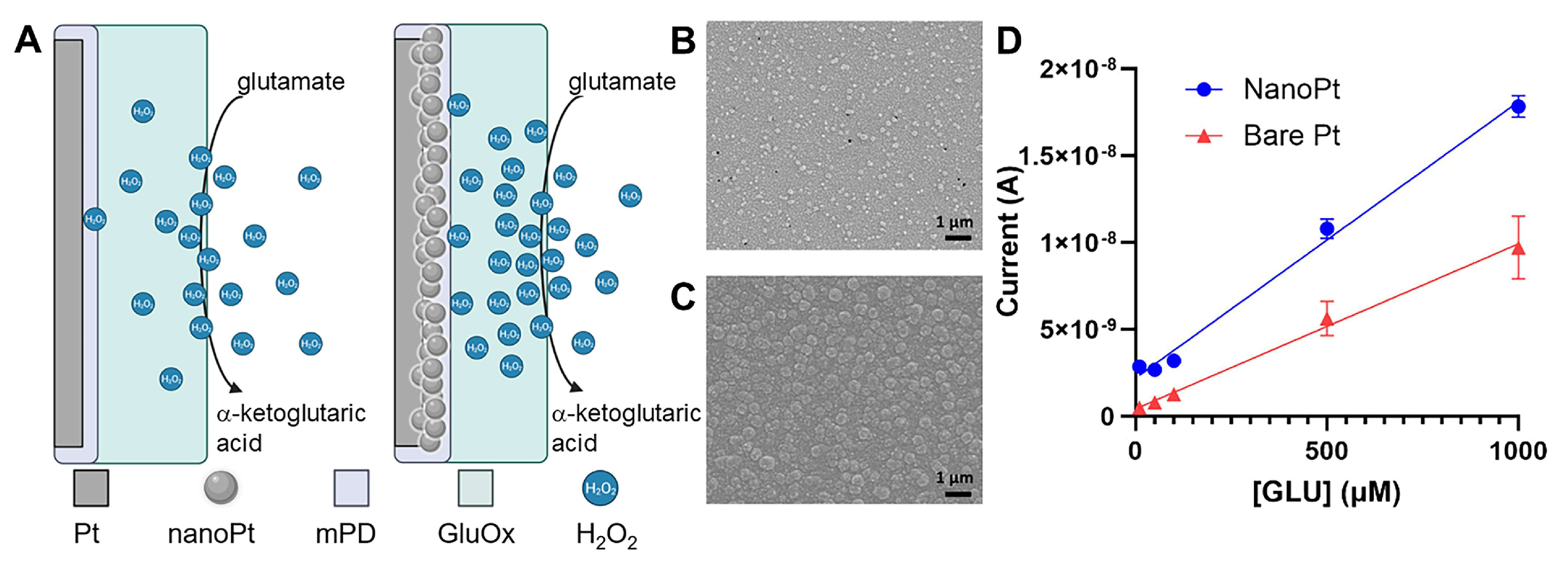 Biosensors 15 00100 g003