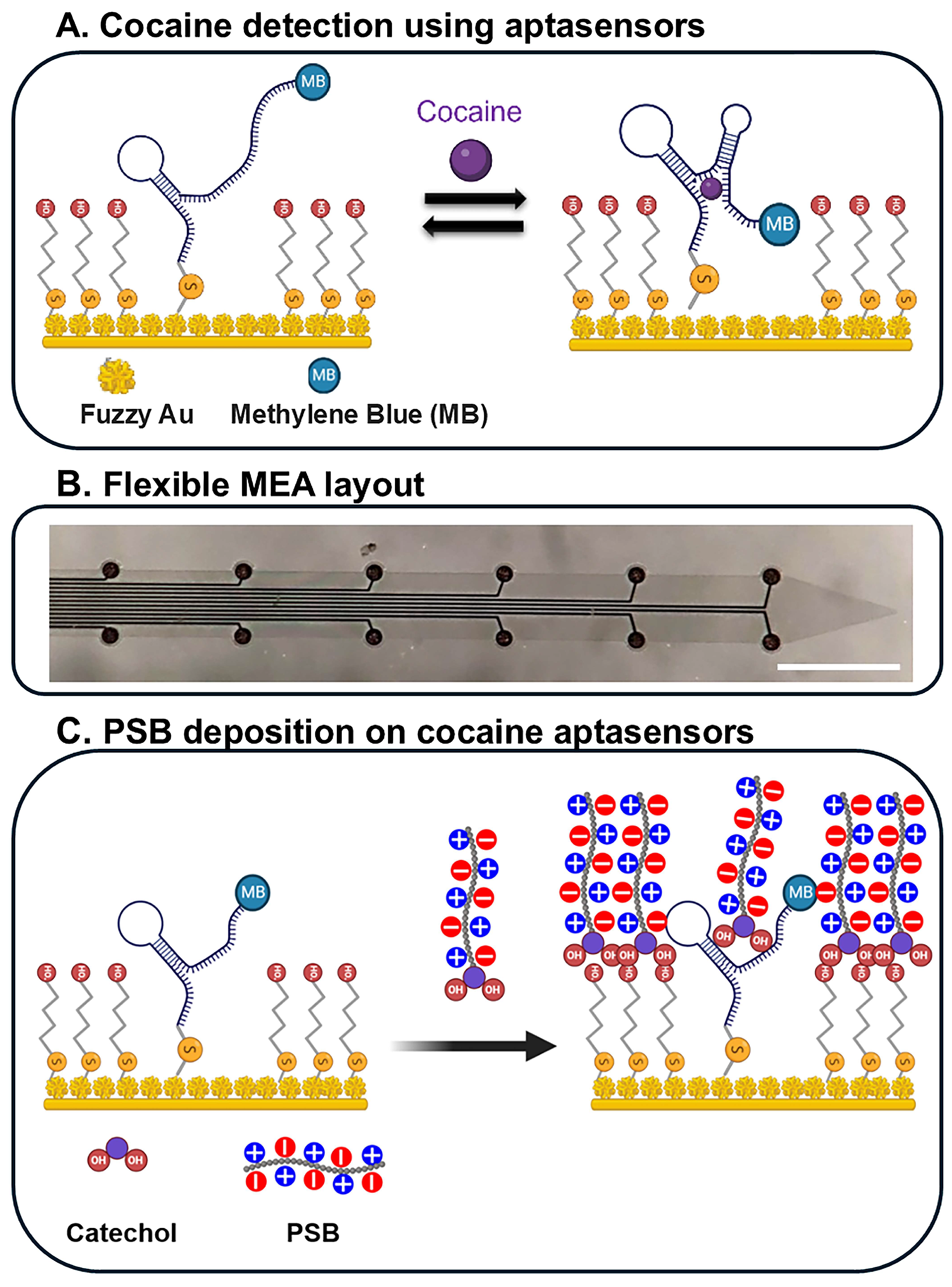 Biosensors 15 00100 g005