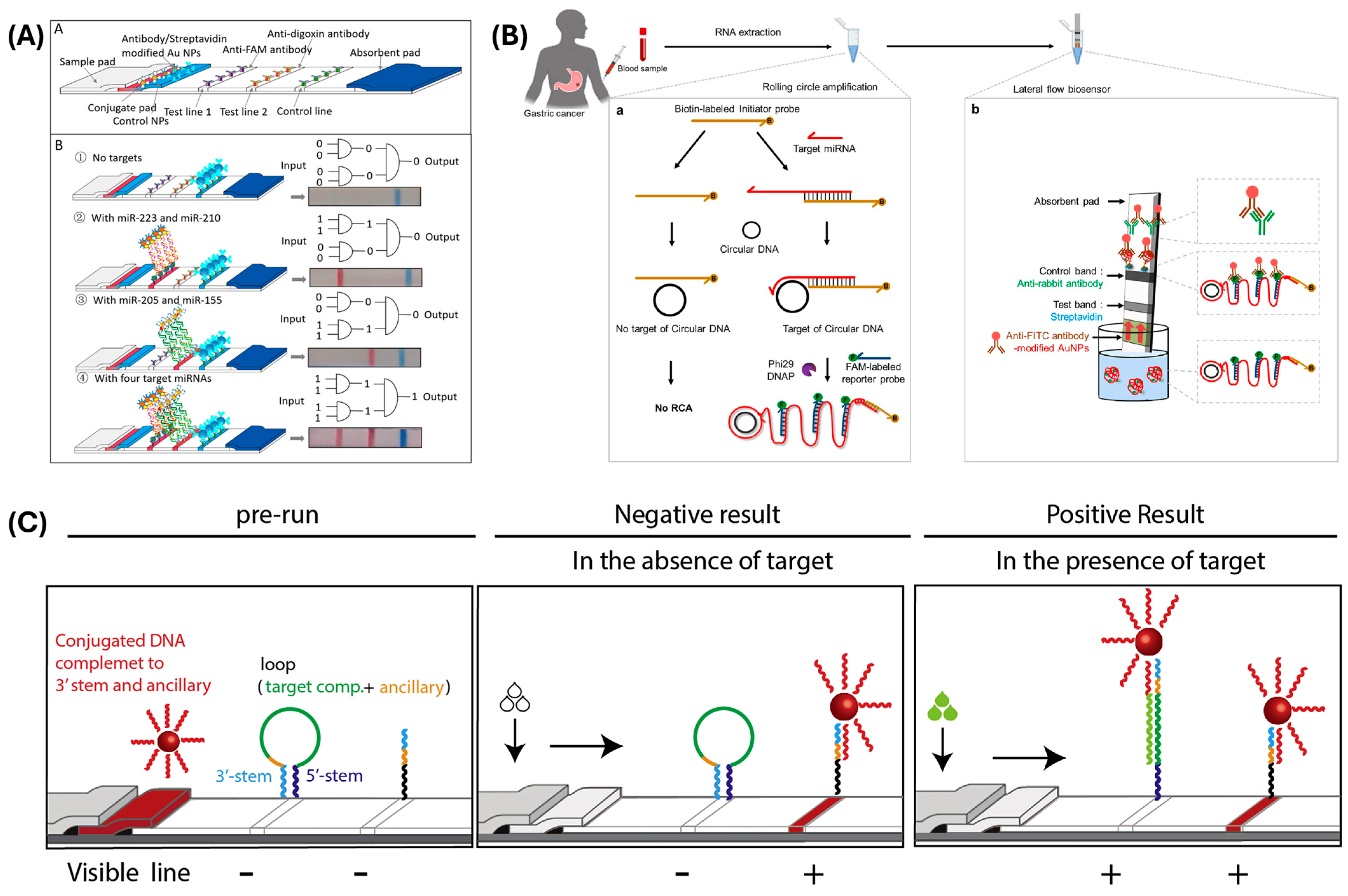 Biosensors 15 00238 g002 Biosensors 15 00238 g002