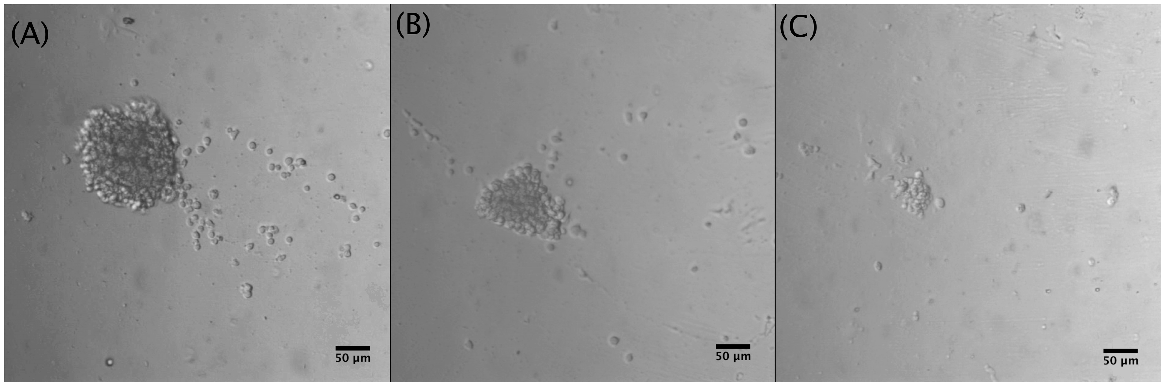 Biosensors 15 00270 g005