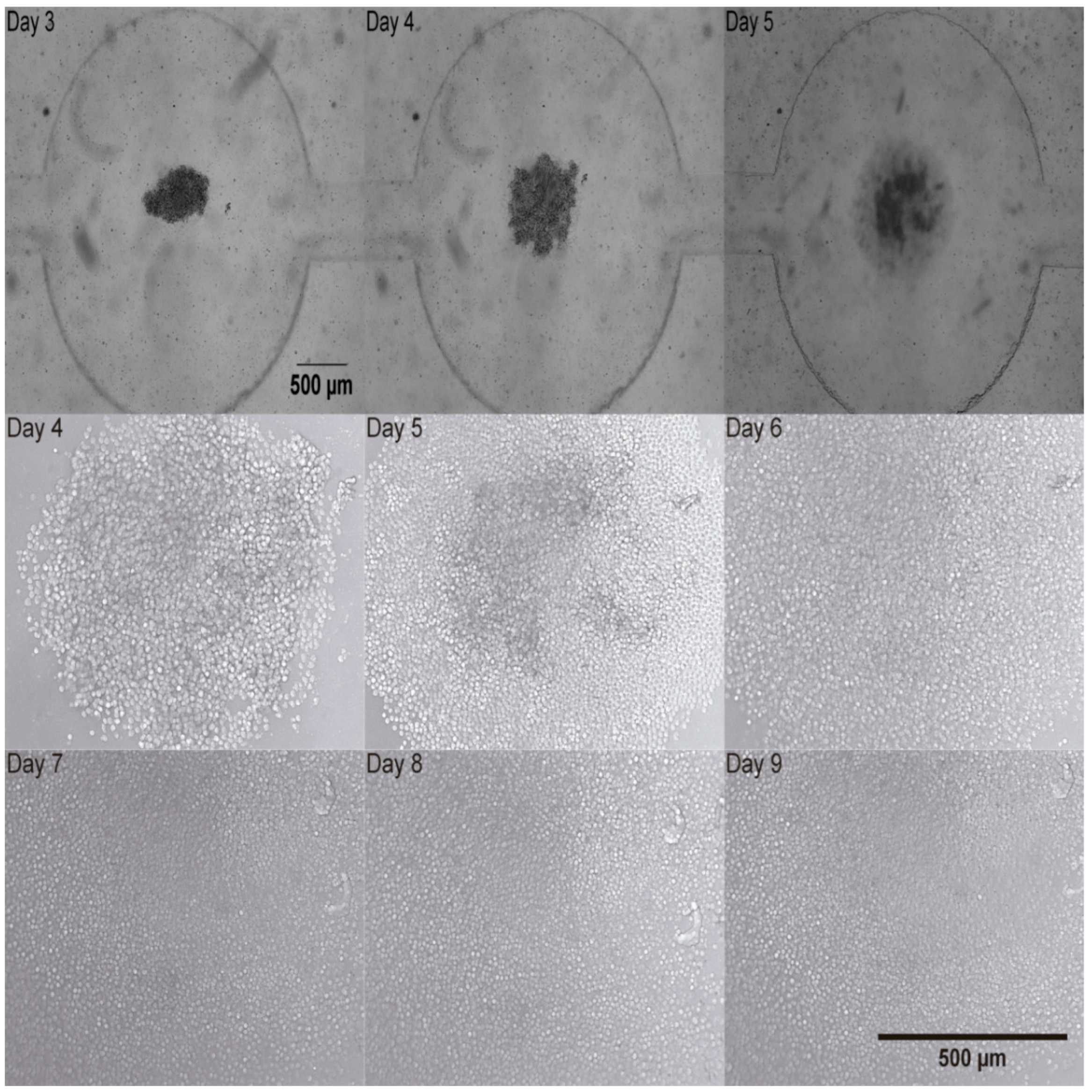 Biosensors 15 00270 g007