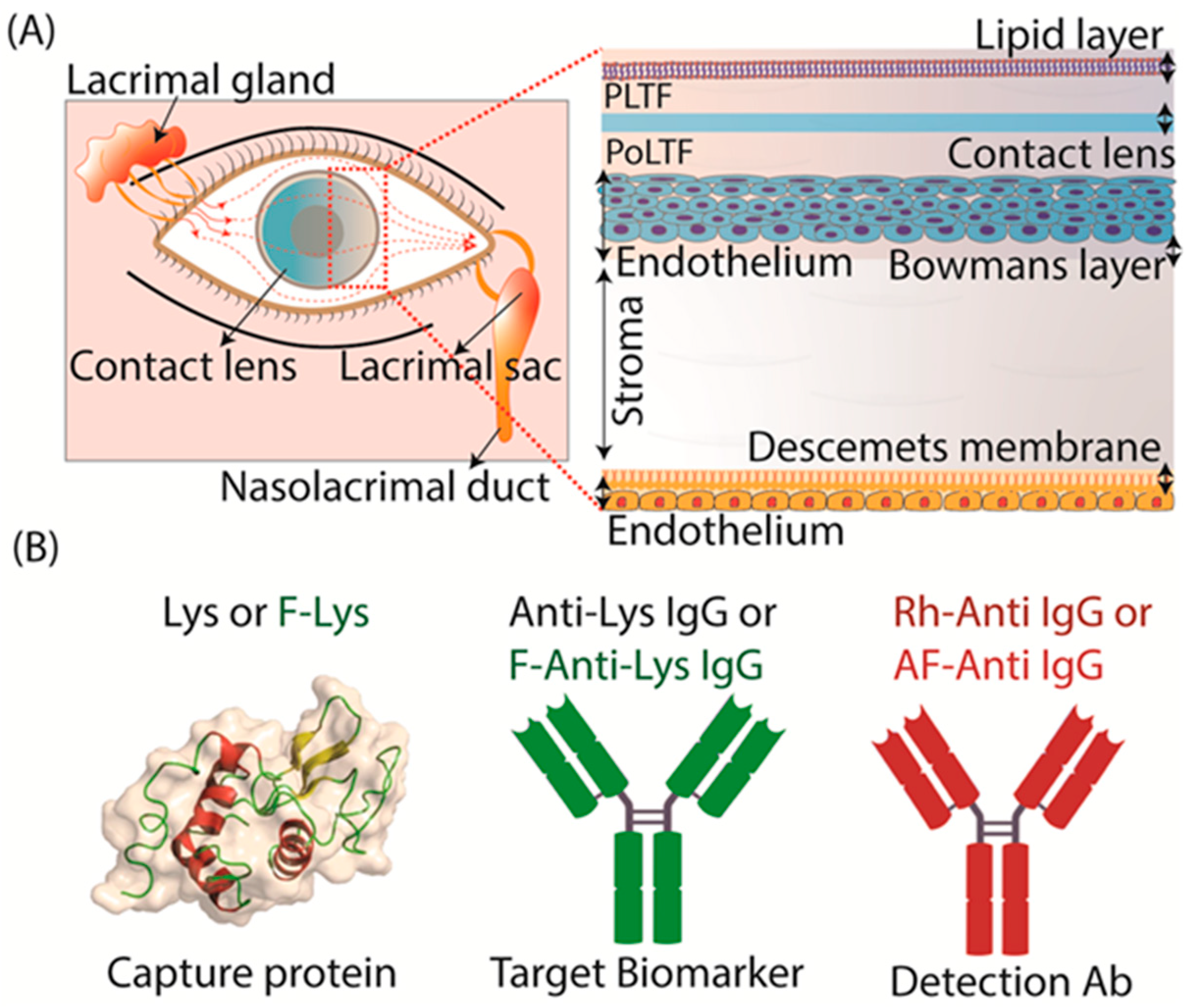 Biosensors 15 00326 g001
