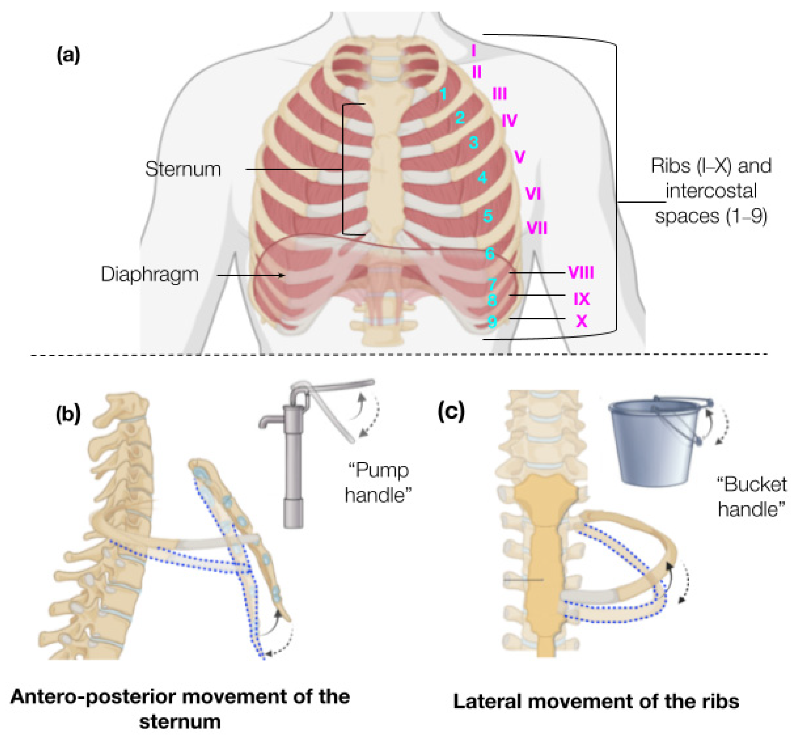 Biosensors 15 00523 g001 Biosensors 15 00523 g001