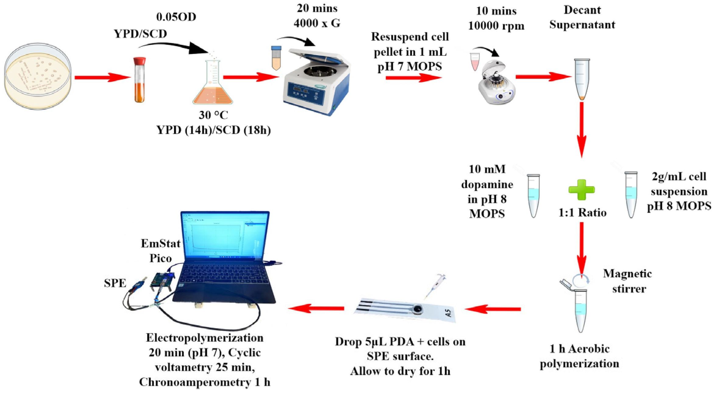 Biosensors 15 00583 g002 Biosensors 15 00583 g002