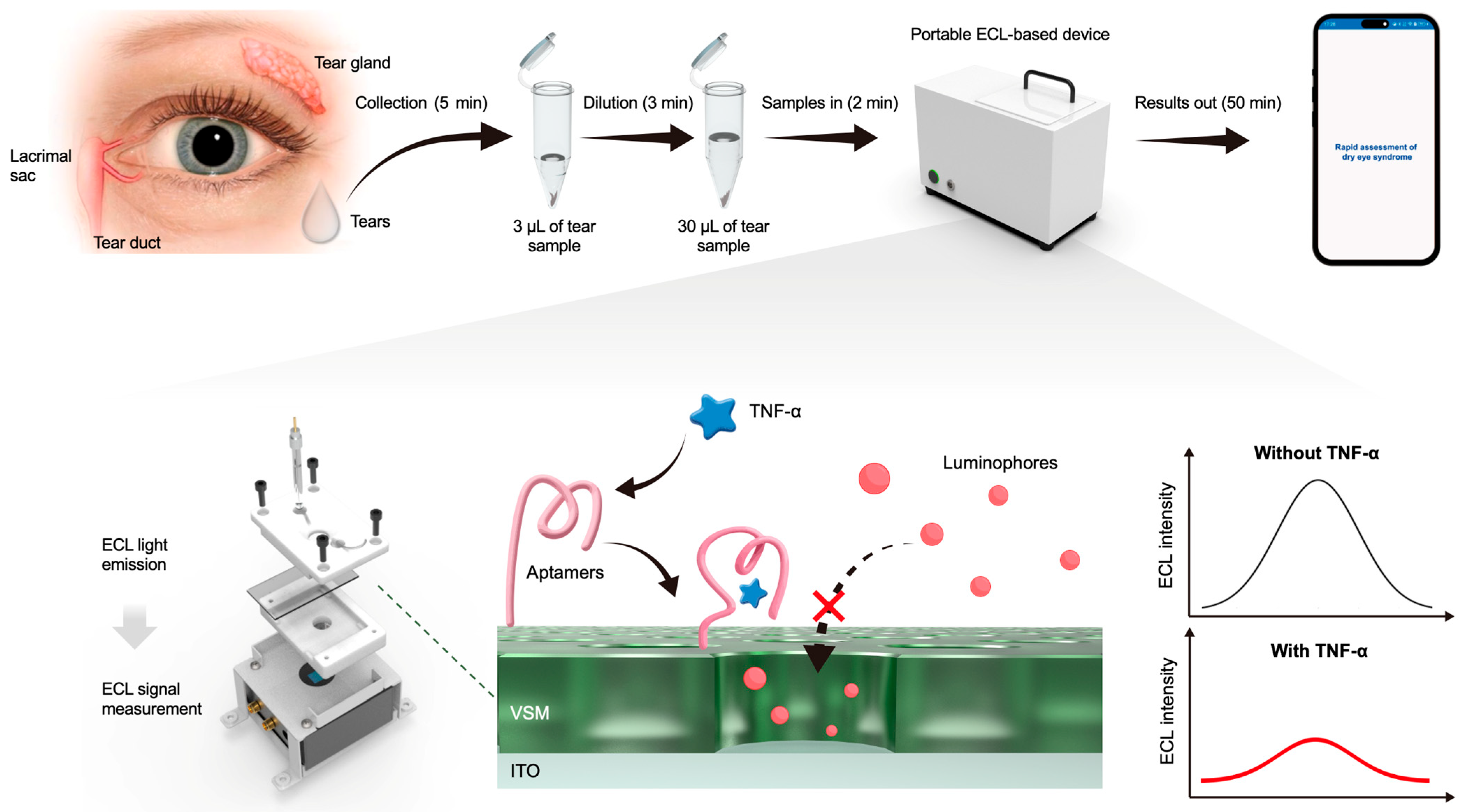 Biosensors 15 00645 g001 Biosensors 15 00645 g001