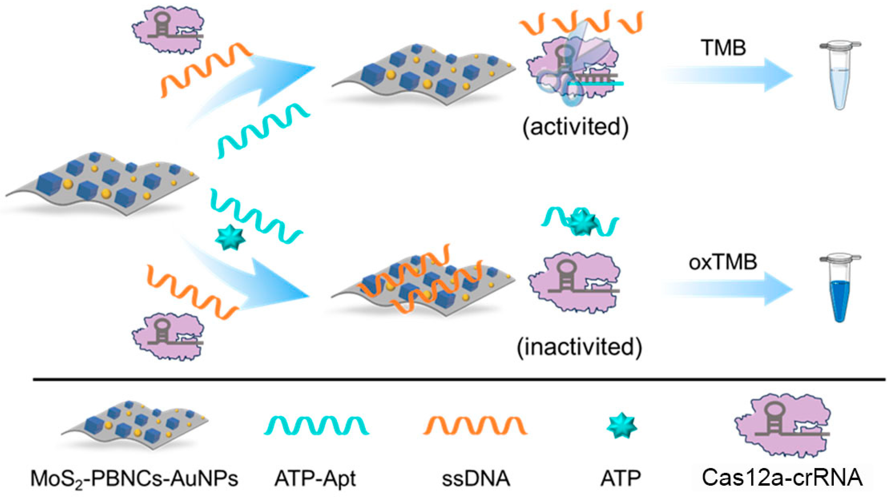 Biosensors 15 00651 sch001 Biosensors 15 00651 sch001