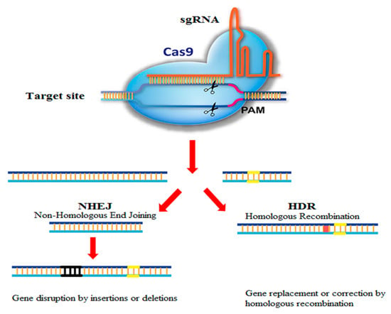 BioTech | Free Full-Text | Applications of CRISPR-Cas9 as an Advanced ...