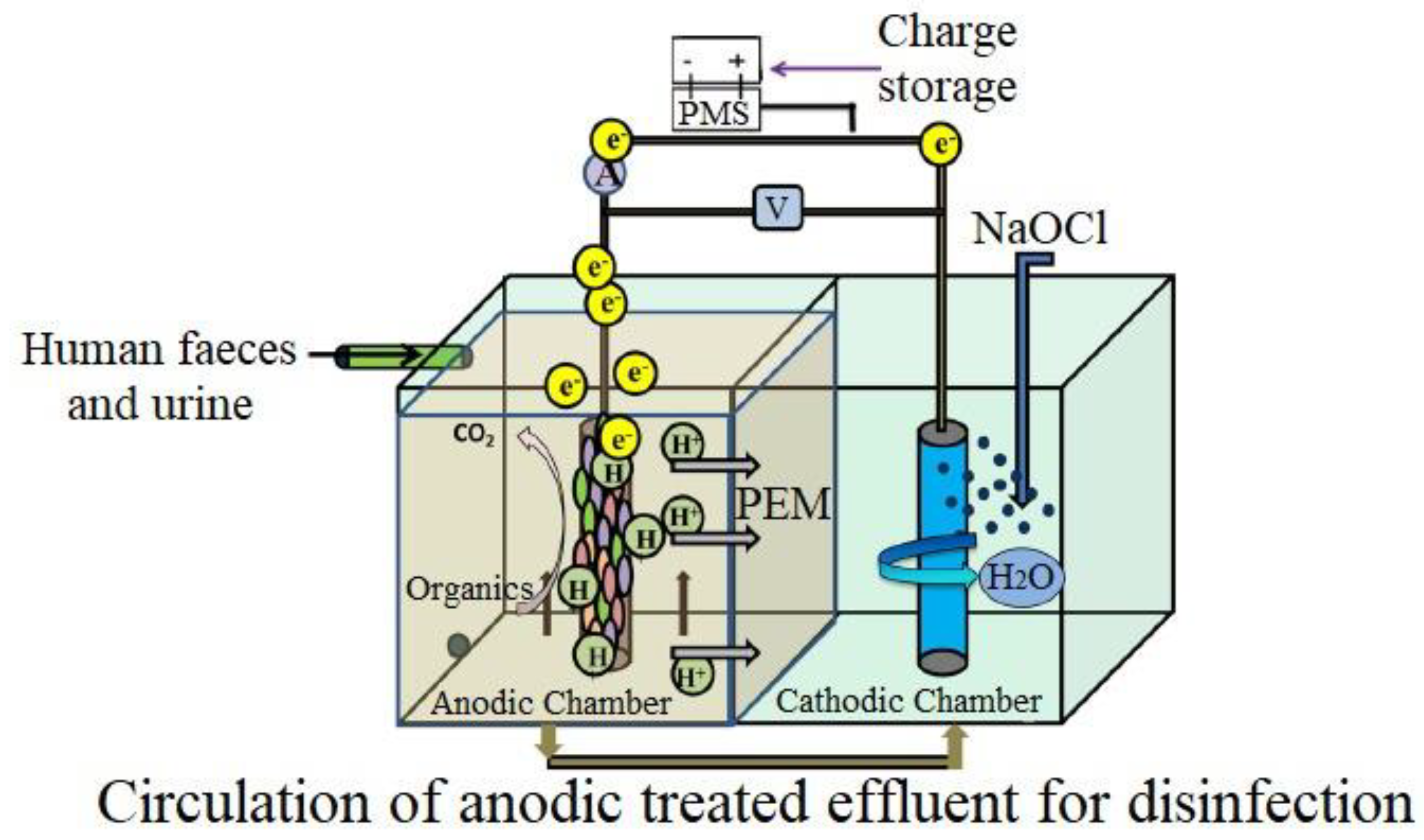 Biotech 11 00036 g002