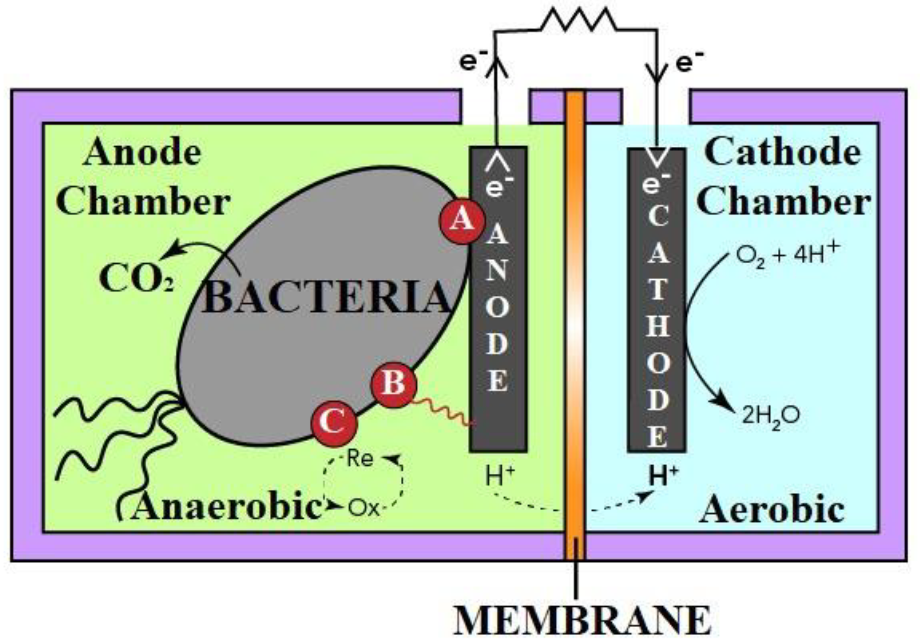 Biotech 11 00036 g005