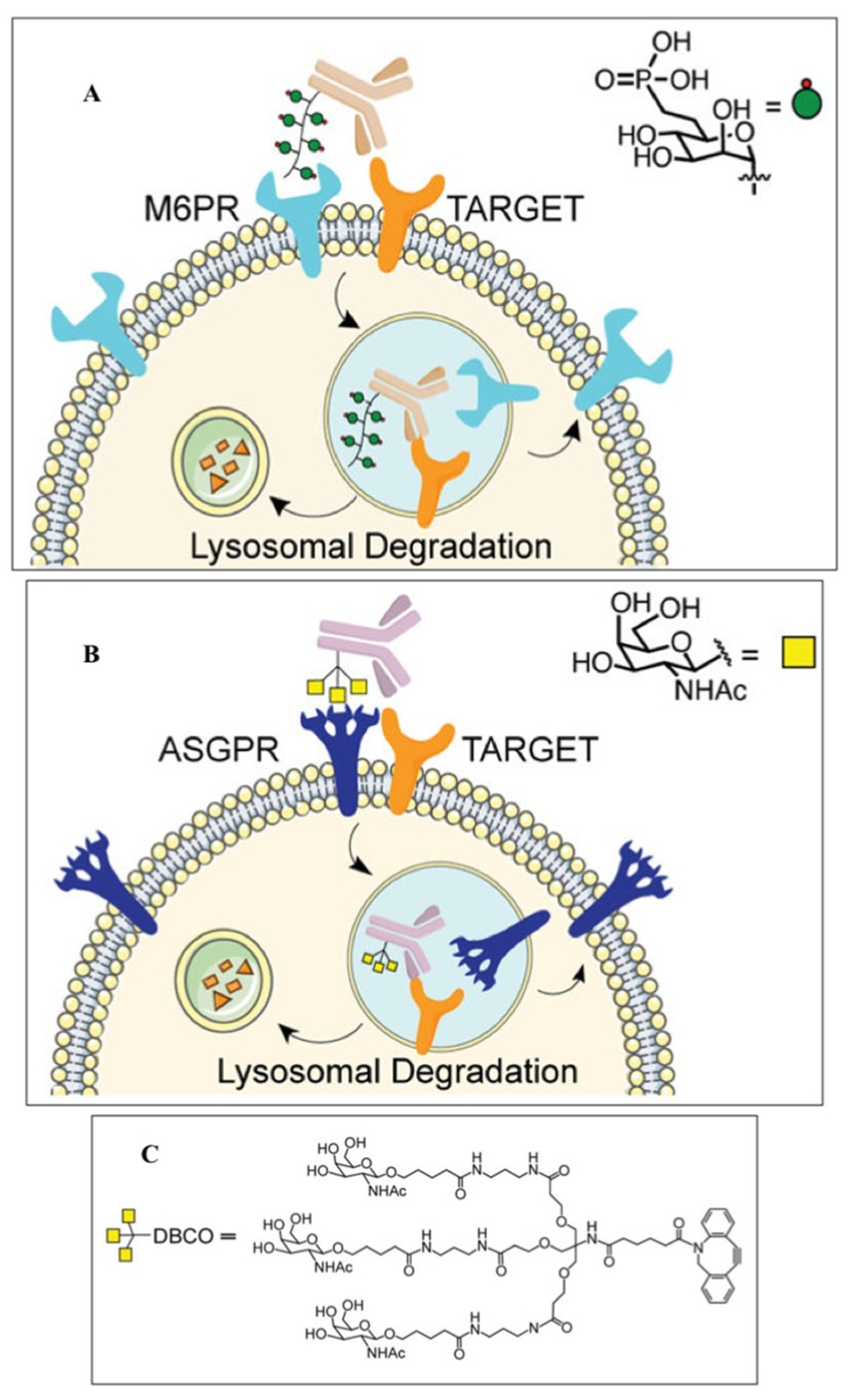 Biotech 12 00057 g003