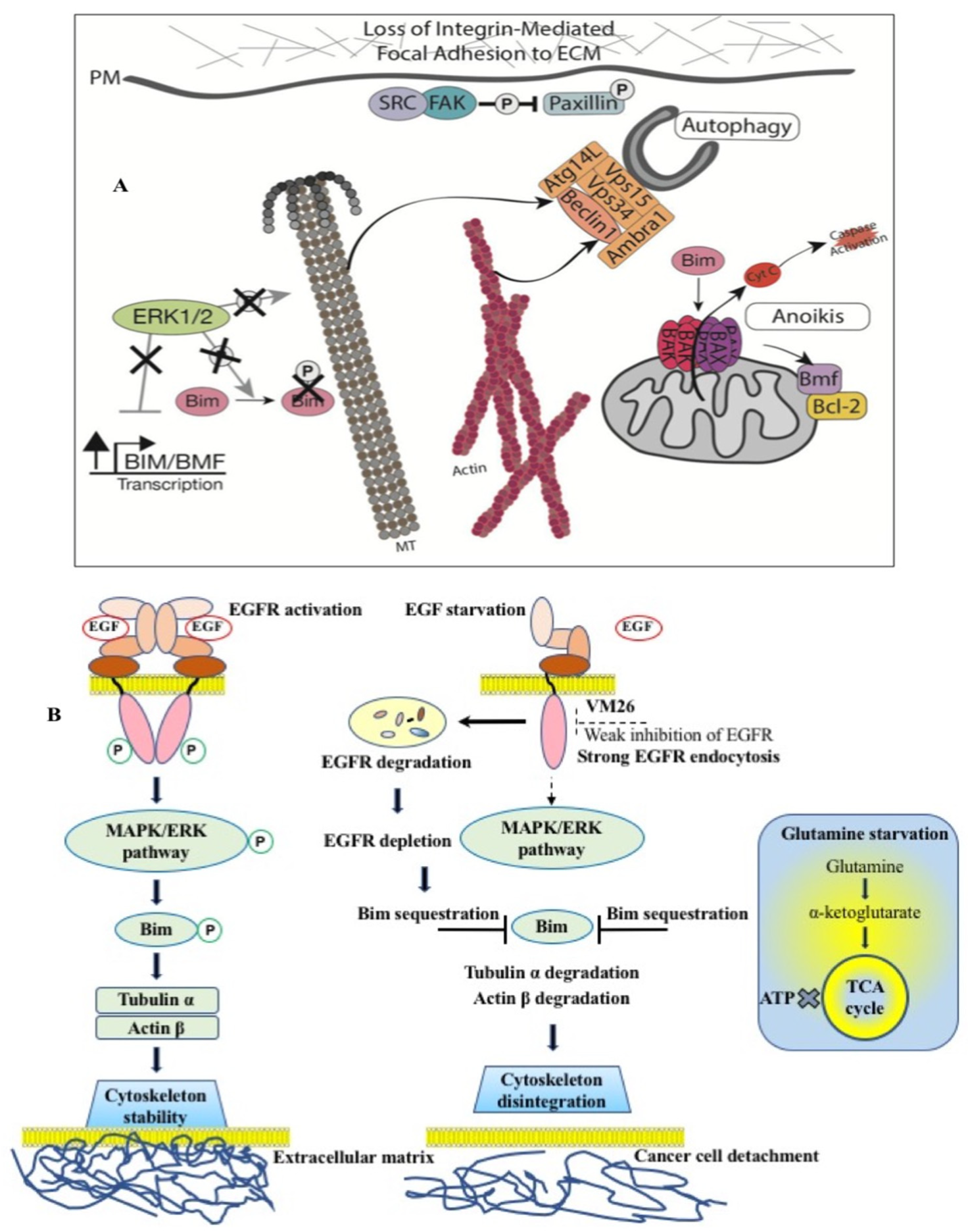 Biotech 12 00057 g006