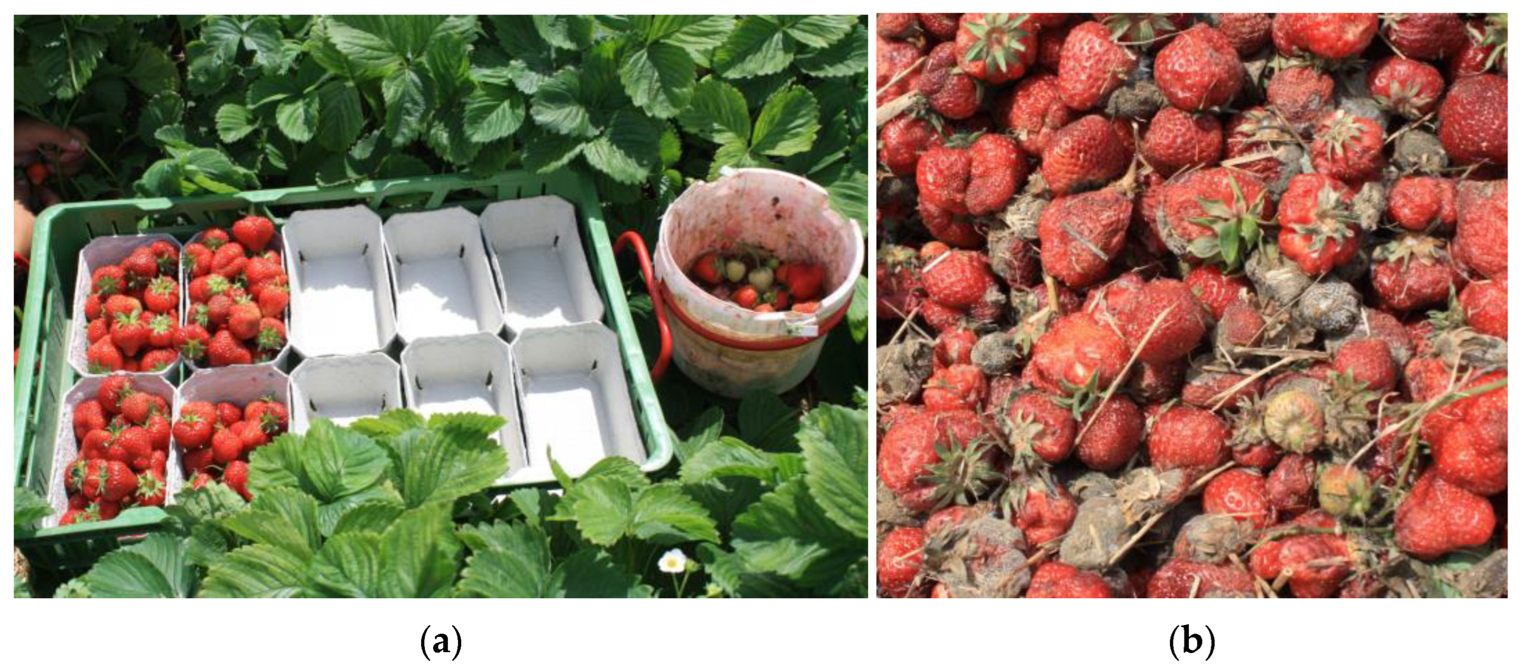 Biotech 12 00064 g011 Biotech 12 00064 g011