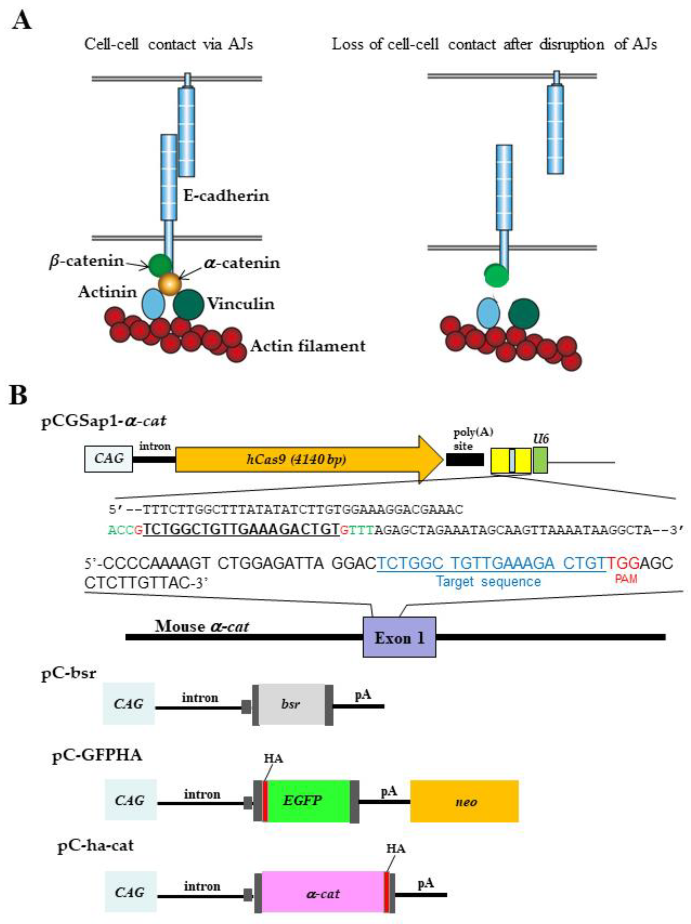 Biotech 13 00041 g001 Biotech 13 00041 g001